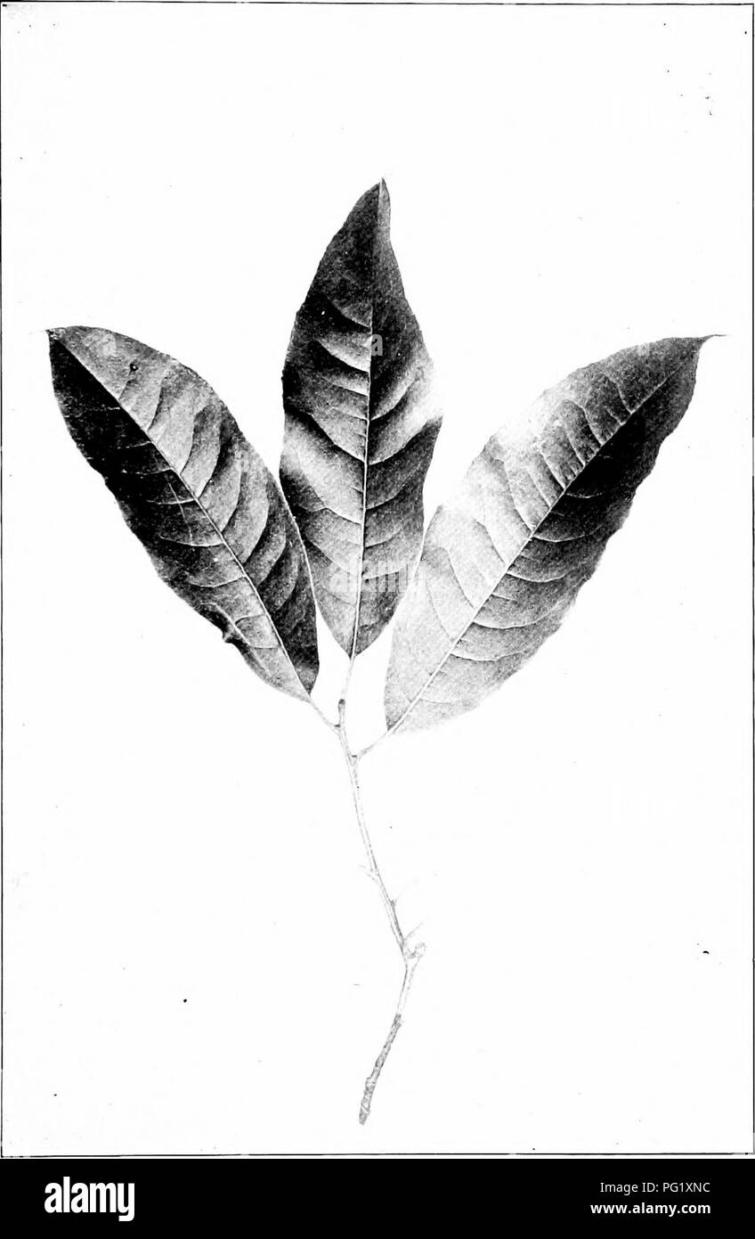 . Our native trees and how to identify them; a popular study of their habits and their peculiarities. Trees. SOURWOOD. Sourwood, Oxrdendriim arboreum. Leaves 4' to -]' long.. Please note that these images are extracted from scanned page images that may have been digitally enhanced for readability - coloration and appearance of these illustrations may not perfectly resemble the original work.. Keeler, Harriet L. (Harriet Louise), 1846-1921. New York, C. Scribner's Sons Stock Photo