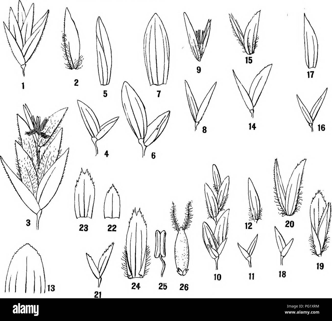 . Report of the Canadian Arctic Expedition 1913-18. Scientific expeditions. Arctic Plants: Morphology and Synonymy 5 B   The accompanying figure A: 3 I have drawn from a specimen collected in Spitzbergen by Professor A. G. Nathorst.. FiGTJKB A. 1. Poa glauca M. Vahl; spikelet. (Wollaston land). 2. Same; flowering glume, side-view 3. P. o66rmataR.Br.; spikelet. (Spitzbergen). i. Glyceriavilfoidea(,Asids.) Th.Fr.-empty glume. (Greenland). 5. Same; flowering glume, side-view. 6. G. maritima (Huds.) We • empty glumes. (Norway). 7. Same; flowering glume, dorsal view. 8. G. Vahliaria (Liebm.) Th. Fr Stock Photo