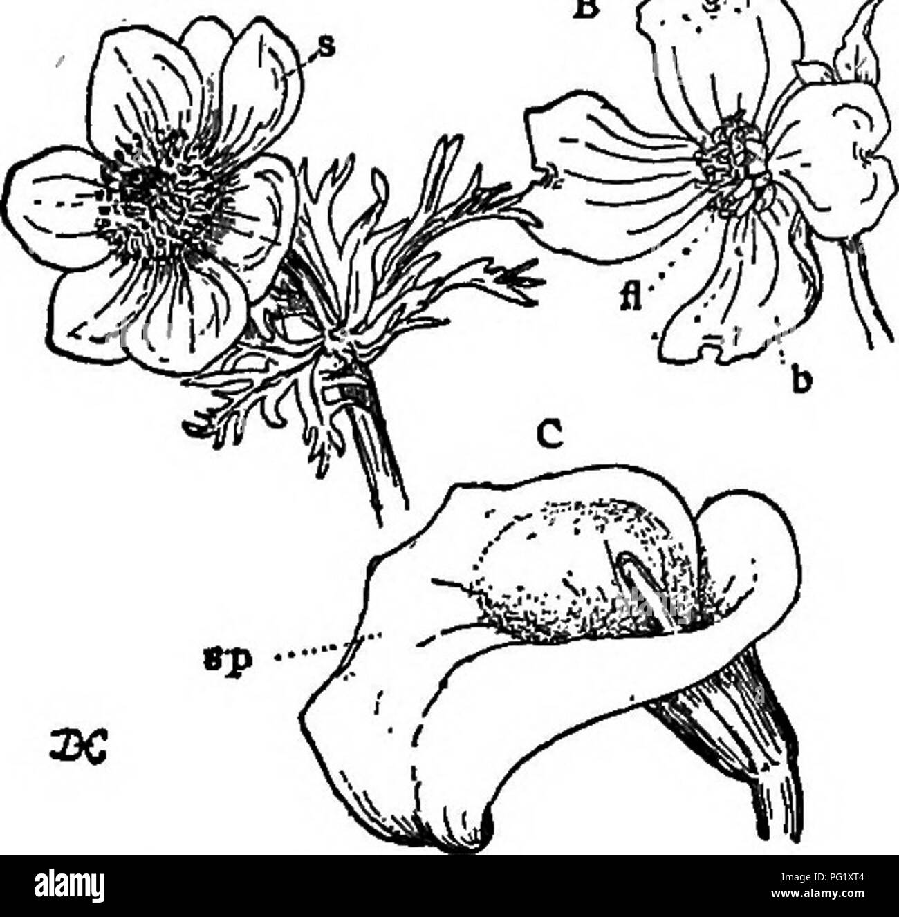 . Lectures on the evolution of plants. Botany; Plants. 246 EVOLUTION OF PLANTS time, by further modifications of their descendants, other adaptations for cross-pollination would arise. There are many genera, especially among the lower Dicotyledons, which exhibit in a most interesting way all gradations between inconspicuous self-pollinated flowers, and showy ones dependent upon insects. This is shown, for example, A „ ^,r . in the genus Ranun- culus, which includes the various species of buttercup. The in- conspicuous R. abor- tivua is entirely in- dependent of insect aid, while such showy s Stock Photo