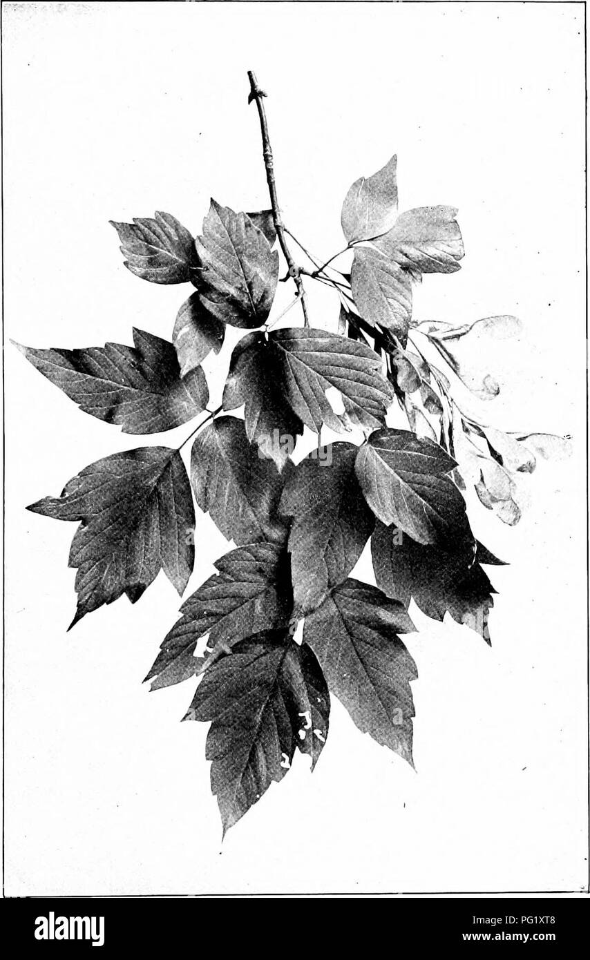 . Our native trees and how to identify them; a popular study of their habits and their peculiarities. Trees. BOX ELDER. Fruiting Spray of Box Elder, Aar ne Leaflets 2' to 4' long.. Please note that these images are extracted from scanned page images that may have been digitally enhanced for readability - coloration and appearance of these illustrations may not perfectly resemble the original work.. Keeler, Harriet L. (Harriet Louise), 1846-1921. New York, C. Scribner's Sons Stock Photo