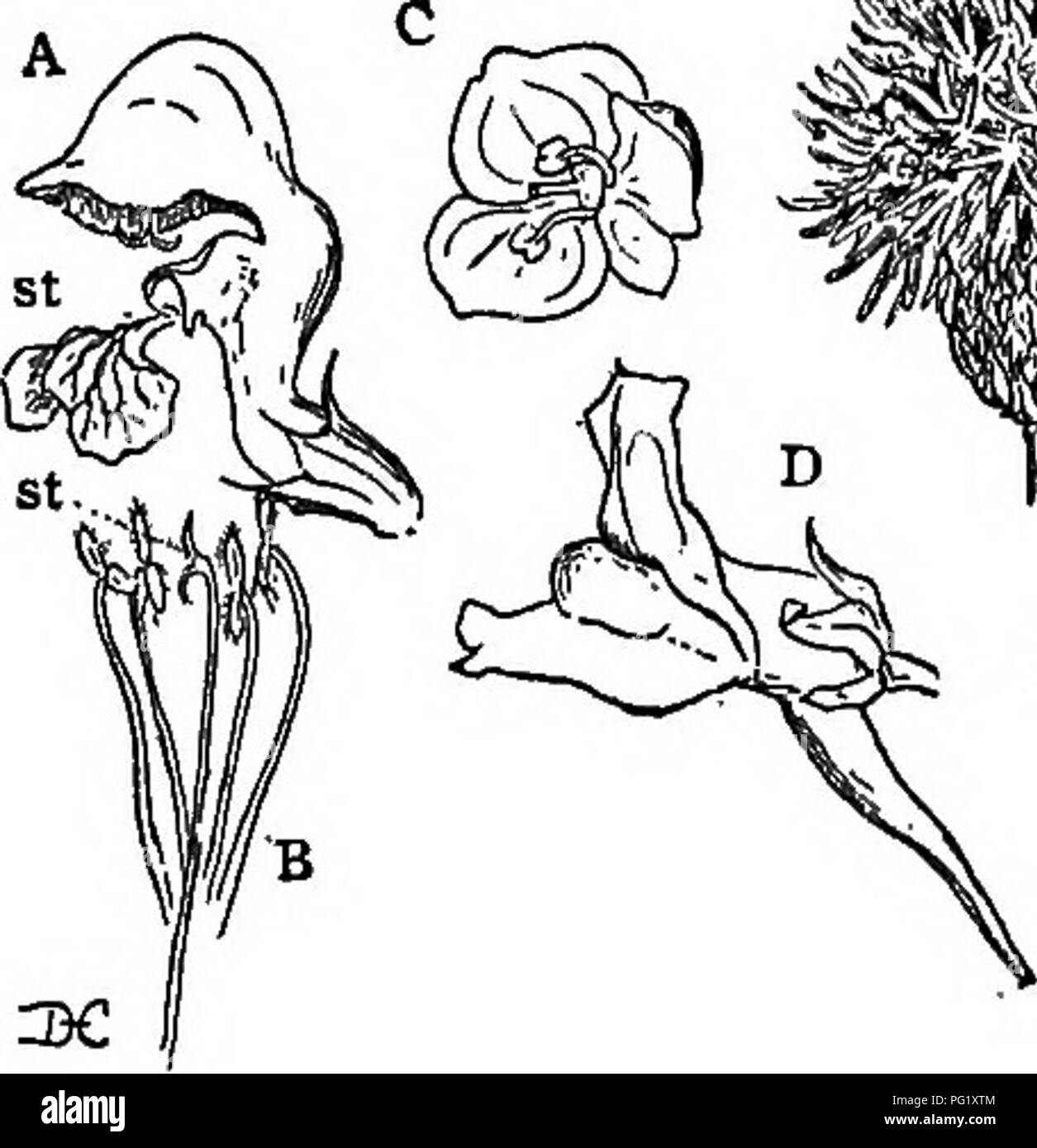 . Lectures on the evolution of plants. Botany; Plants. DICOTYLEDONS 215 The third order of. the Anisocarpse, the Contortse, includes several characteristic families, among them the milkweeds (Aselepiadacese) and dogbanes (Apo- cynacese). To the latter belong the oleander and periwinkle, while the gentians, and the olive family LI I. Please note that these images are extracted from scanned page images that may have been digitally enhanced for readability - coloration and appearance of these illustrations may not perfectly resemble the original work.. Campbell, Douglas Houghton, 1859-1953. New Y Stock Photo