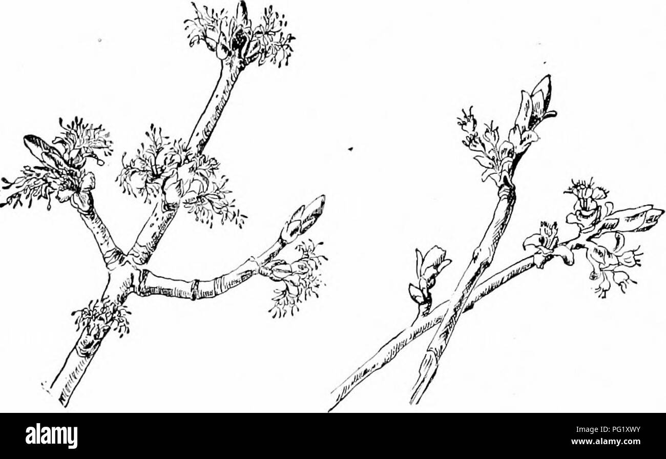 Tree Homunculus . Our native trees and how to identify them; a popular study of their ...