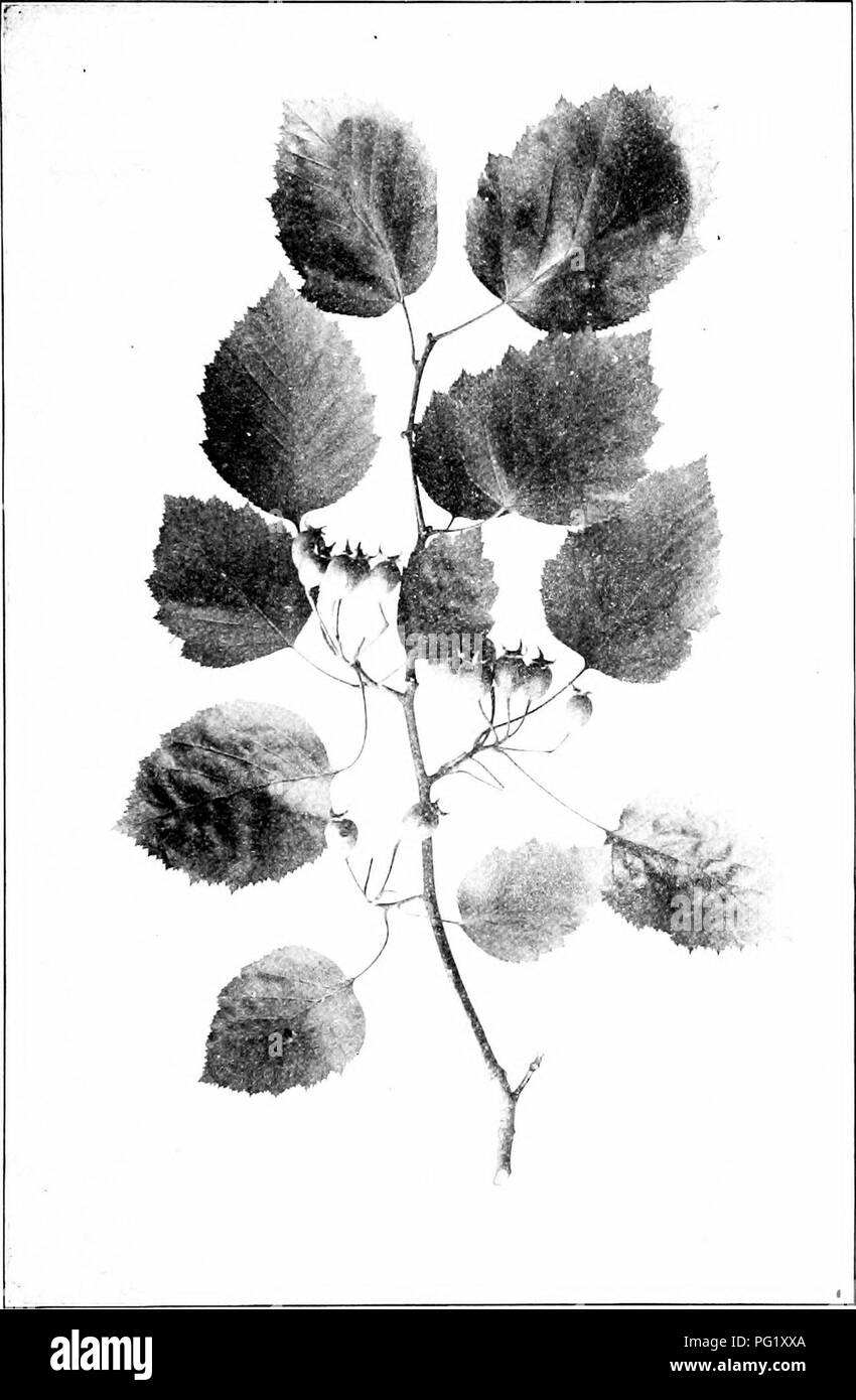 . Our native trees and how to identify them; a popular study of their habits and their peculiarities. Trees. SCARLET HAW. Fruiting Brancli of Scarlet Haw Crjla;^its mollis. Leaves 2' to 4' lojig. Hjws 1' lu i' in length.. Please note that these images are extracted from scanned page images that may have been digitally enhanced for readability - coloration and appearance of these illustrations may not perfectly resemble the original work.. Keeler, Harriet L. (Harriet Louise), 1846-1921. New York, C. Scribner's Sons Stock Photo