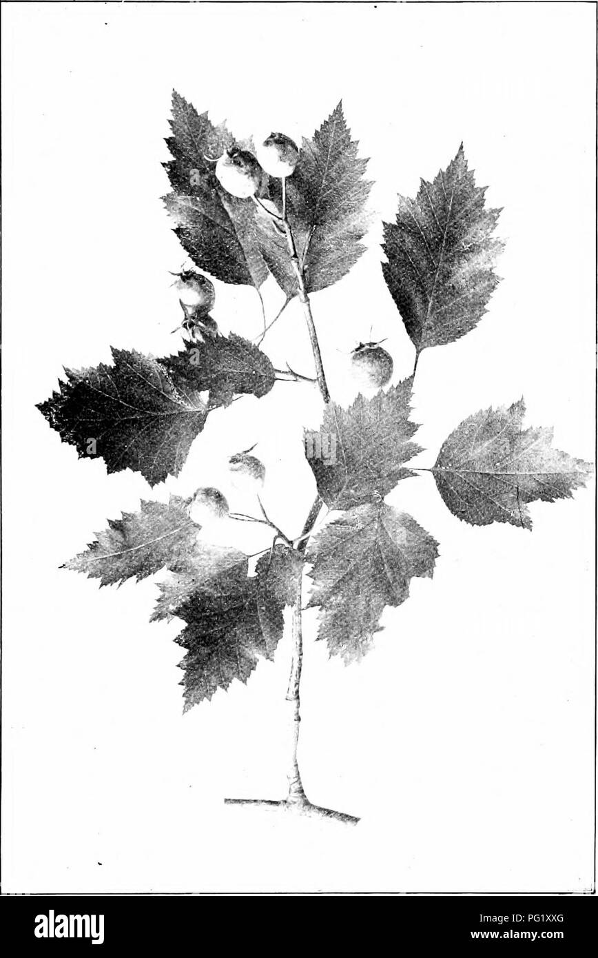 . Our native trees and how to identify them; a popular study of their habits and their peculiarities. Trees. WHITE THORN. Fruiting' Branch of White Thorn, Crataegus coccinea. Leaves i' to 5' long. Haws y^' to YJ in diameter.. Please note that these images are extracted from scanned page images that may have been digitally enhanced for readability - coloration and appearance of these illustrations may not perfectly resemble the original work.. Keeler, Harriet L. (Harriet Louise), 1846-1921. New York, C. Scribner's Sons Stock Photo