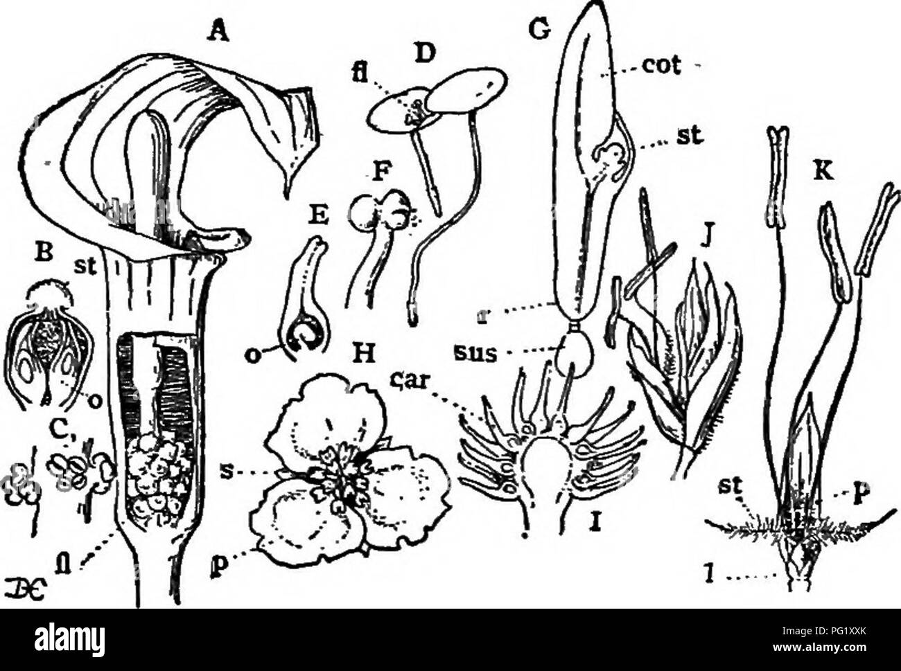 . Lectures on the evolution of plants. Botany; Plants. ANGIOSPEKM^ 185 complicated, is found in a number of aquatic forms allied to Naias, and also occurs in some of the terrestrial types among the aroids. In the latter (Fig. 45, A-C), while the individual flowers are often of the simplest. Fig. 45 (Lower Monocotyledons). — A, female inflorescence of the Indian turnip (Arisaema), the enveloping bract cut avray at the base to show the inconspicuous flowers, yi; B, a single flower cut longitudinally to show the OTUles, o; st, the papillate stigma; C, a group of male flowers, each consisting of f Stock Photo