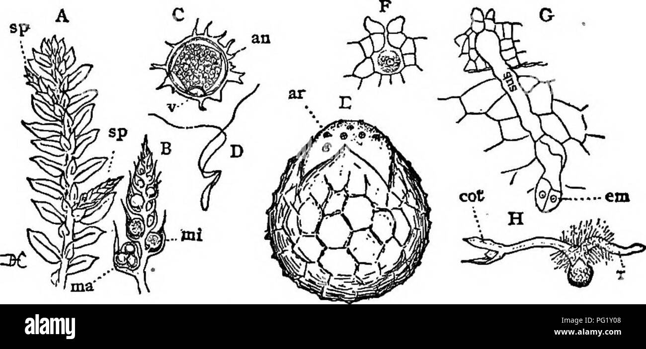 . Lectures on the evolution of plants. Botany; Plants. PTEEIDOPHYTA 145 In Selaginella (Fig. 38), while the embryo closely resembles that of Lycopodium, the gametophyte is very different. The sporophyte produces two sorts of spores, large and small. The former, the macrospores, produce a rudimentary gametophyte, which bears only archegonia (Fig. 38, E). The gametophyte projects from the spore but little, and until its later stages is contained entirely within the macrospore. In germination there are first. Fig. 38 (Lycopodinese). — A, a branch of one of the smaller club-mosses (Selaginella) wi Stock Photo