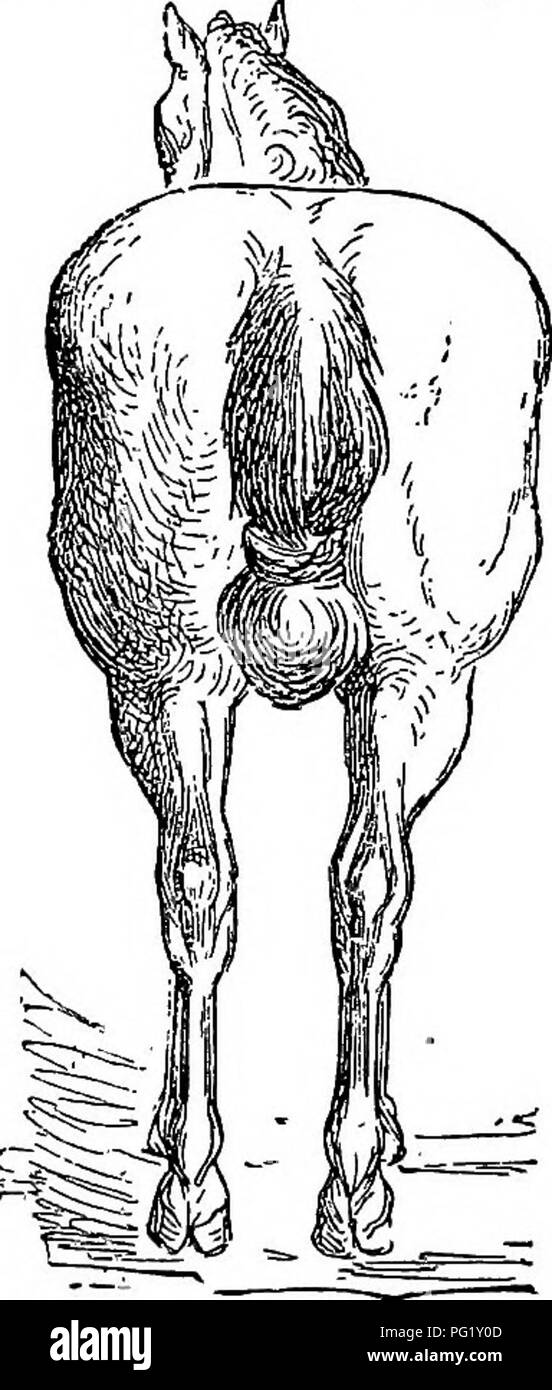 . The family horse : its stabling, care and feeding : a practical manual for horse-keepers . Horses. Fig. 18.—STKADDLED. Fig. 19.—KNOCK-KNEED. Fig. 20.—PIGEON-TOED. defect, if hard pulling is required. It ance, however, and is a serious fault in Here are some valuable hints by the late Col. M. C. Weld on good and bad legs: &quot;All the training in the vp^orld will not give a horse good legs, and with this wanting, the spirit and the sort of style which is developed by training and oats, counts in real -work and service for very little. A horse needs both, and then there is some hope for him.  Stock Photo