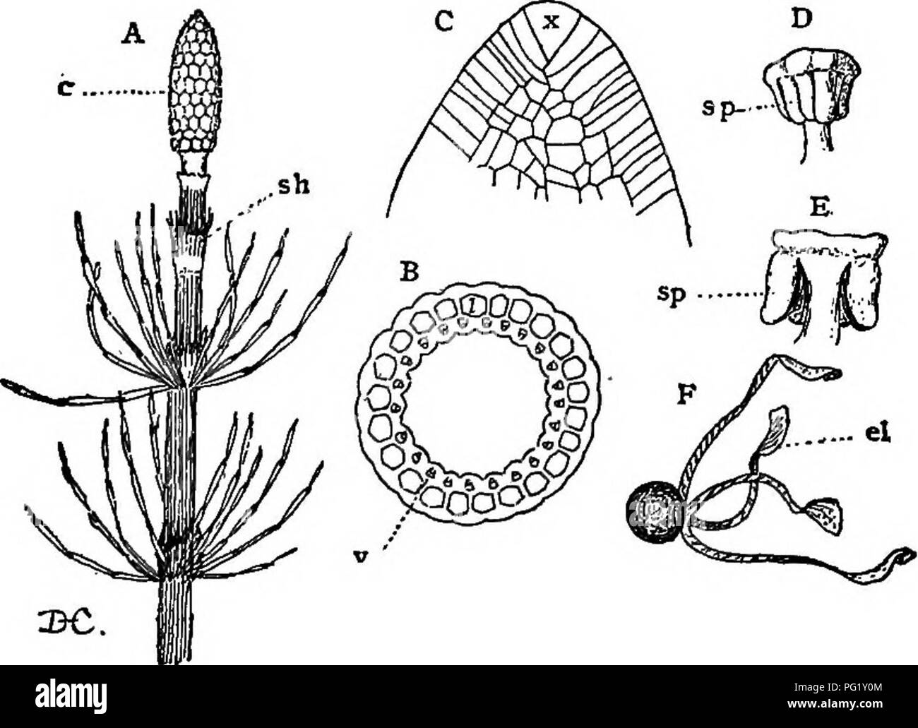 . Lectures on the evolution of plants. Botany; Plants. 140 EVOLUTION OF PLAJTTS except for the conspicuous lobes referred to above. The reproductive organs are very much like those of the eusporangiate ferns, and the spermatozoids, which are large and multiciliate, closely resemble those of Osmunda.. Fig. 36 (EquisetinesS). — A, upper part of a sporiferous shoot of ahorse- tail {Equisetum pratense), showing the division into nodes and inter- nodes, the rudimentary sheath-leaves, sh, and the strobilus or cone of sporophylls, c; B, a cross-section of an internode of M. maximum, showing the arran Stock Photo