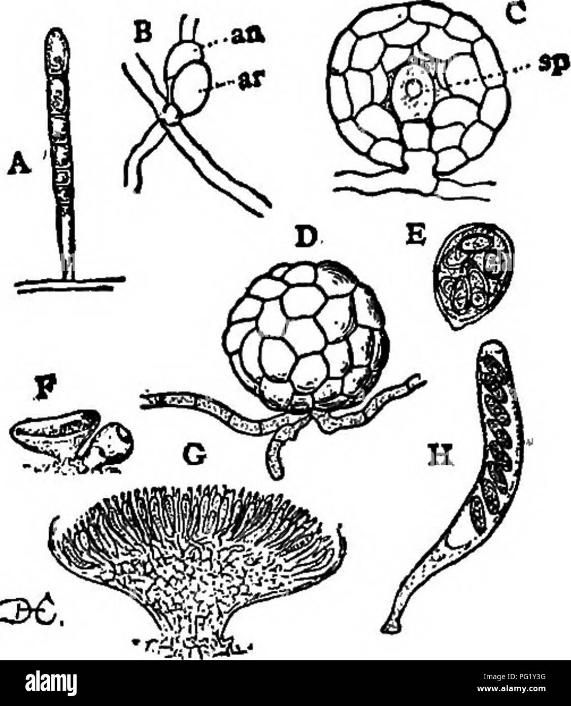 . Lectures on the evolution of plants. Botany; Plants. THE FUNGI 91. arrangement; but in all the higher ones they are borne in definite spore-fruits of characteristic form. This spore- fruit is undoubtedly, in many instances, the result of fertilization, being pro- duced by the formation of a peculiar cell, the archi- carp, which corresponds to the oogonium of the Phy- comycetes. This is usually fertilized by direct contact with the antheridium, and from it, more or less di- rectly, are produced the spore-sacs or asci. A good example of these simpler Ascomycetes is offered by the mildews which Stock Photo