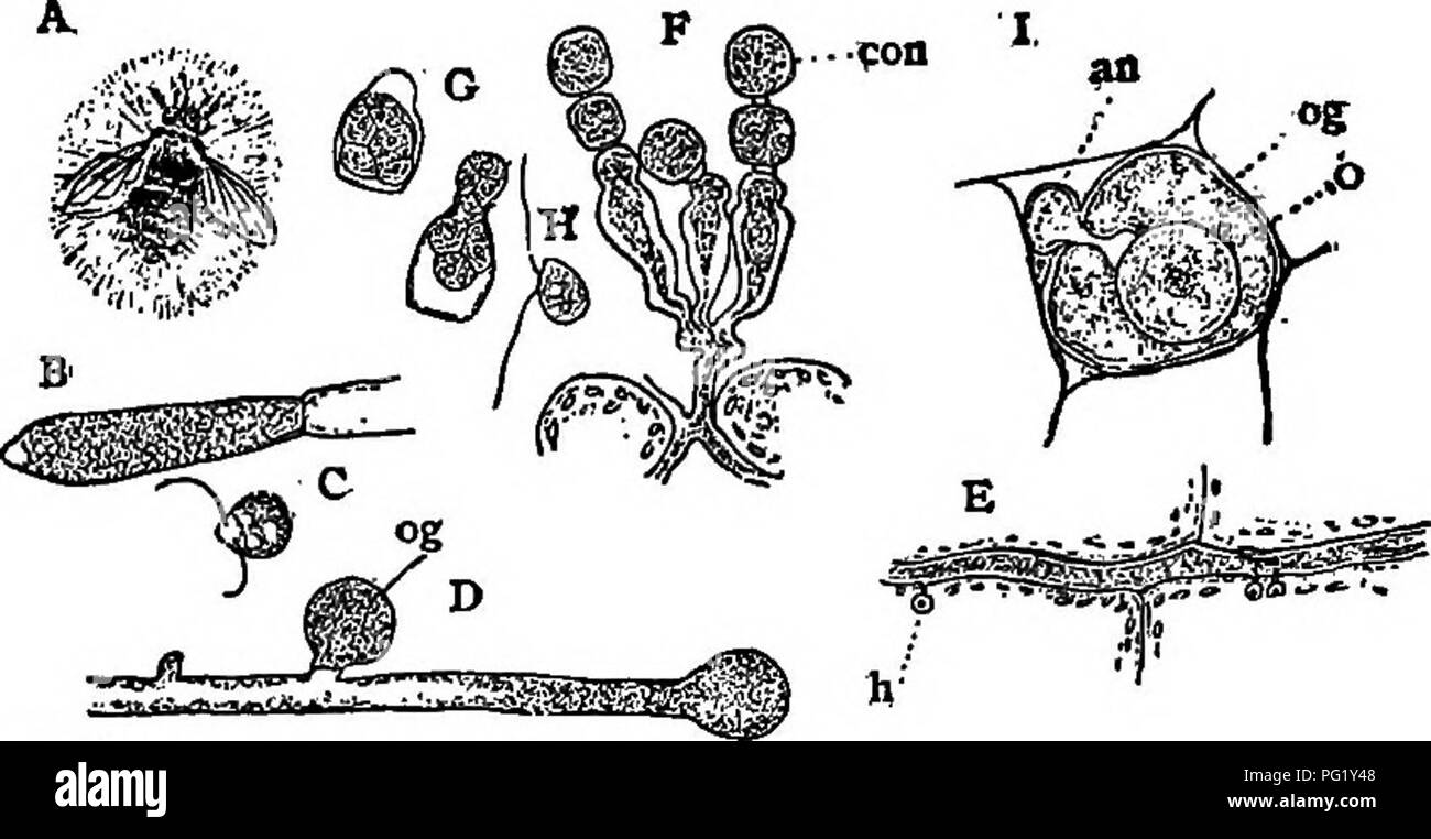 . Lectures on the evolution of plants. Botany; Plants. 82 EVOLUTION OF PLANTS the fungi known as white-rusts and mildews. Of the latter the potato-fungus, Phytophthora infestans, the cause of the destructive &quot; potato-rot,&quot; is one of the most familiar. The water-moulds (Saprolegniacese), (Fig. 21, A, D) are aquatic fungi, either saprophytes on the dead hodies. Fig. 21 (Phycomyoetes). — A, a dead fly covered with a growth of water- mould (Saprolegnia); 6, a sporangium of Saprolegnia about to open; C, a single zoospore; D, part of a plant of Saprolegnia with two young oogonia, og; E, a  Stock Photo