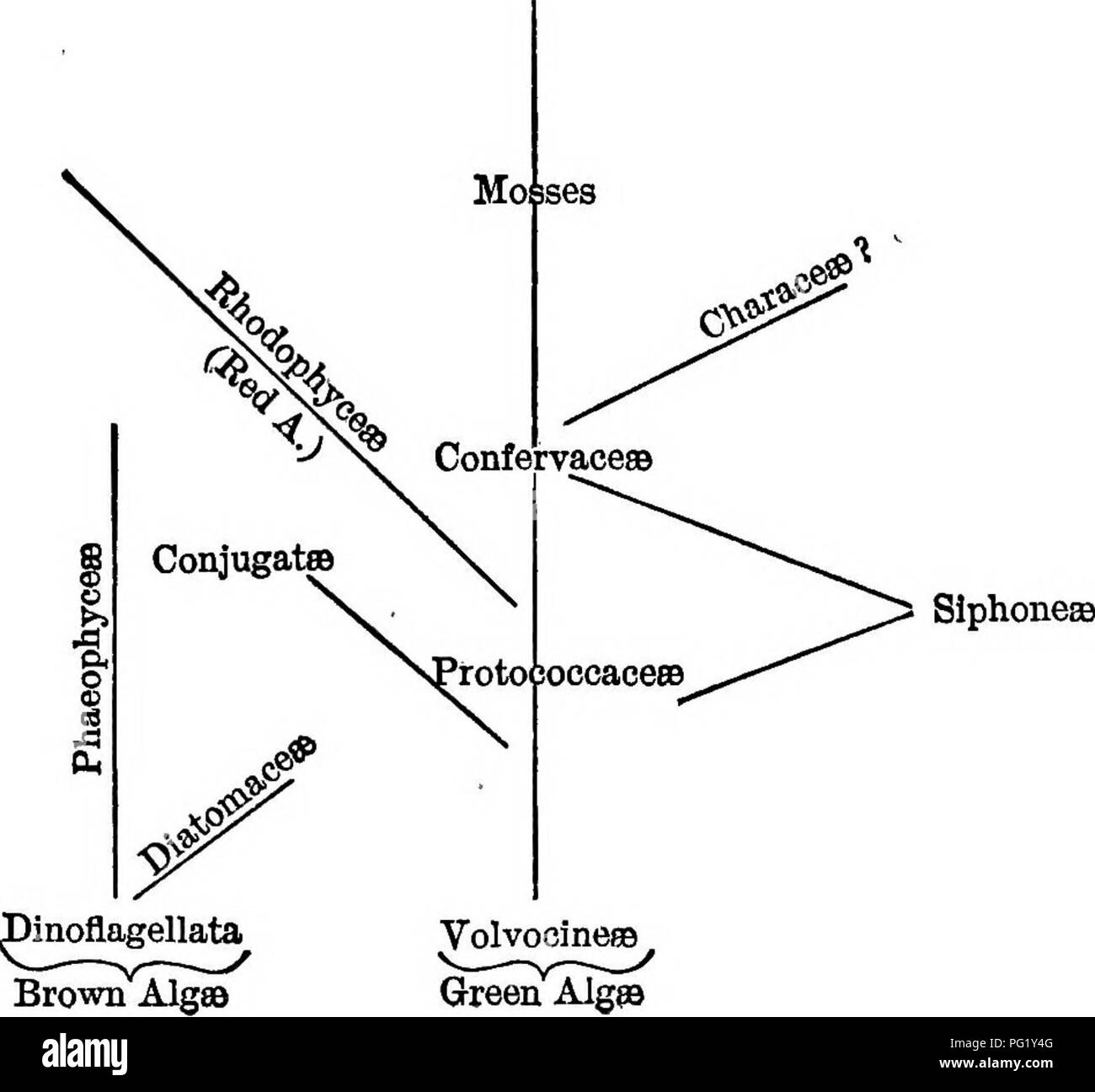 Parthenogenesis Diagram