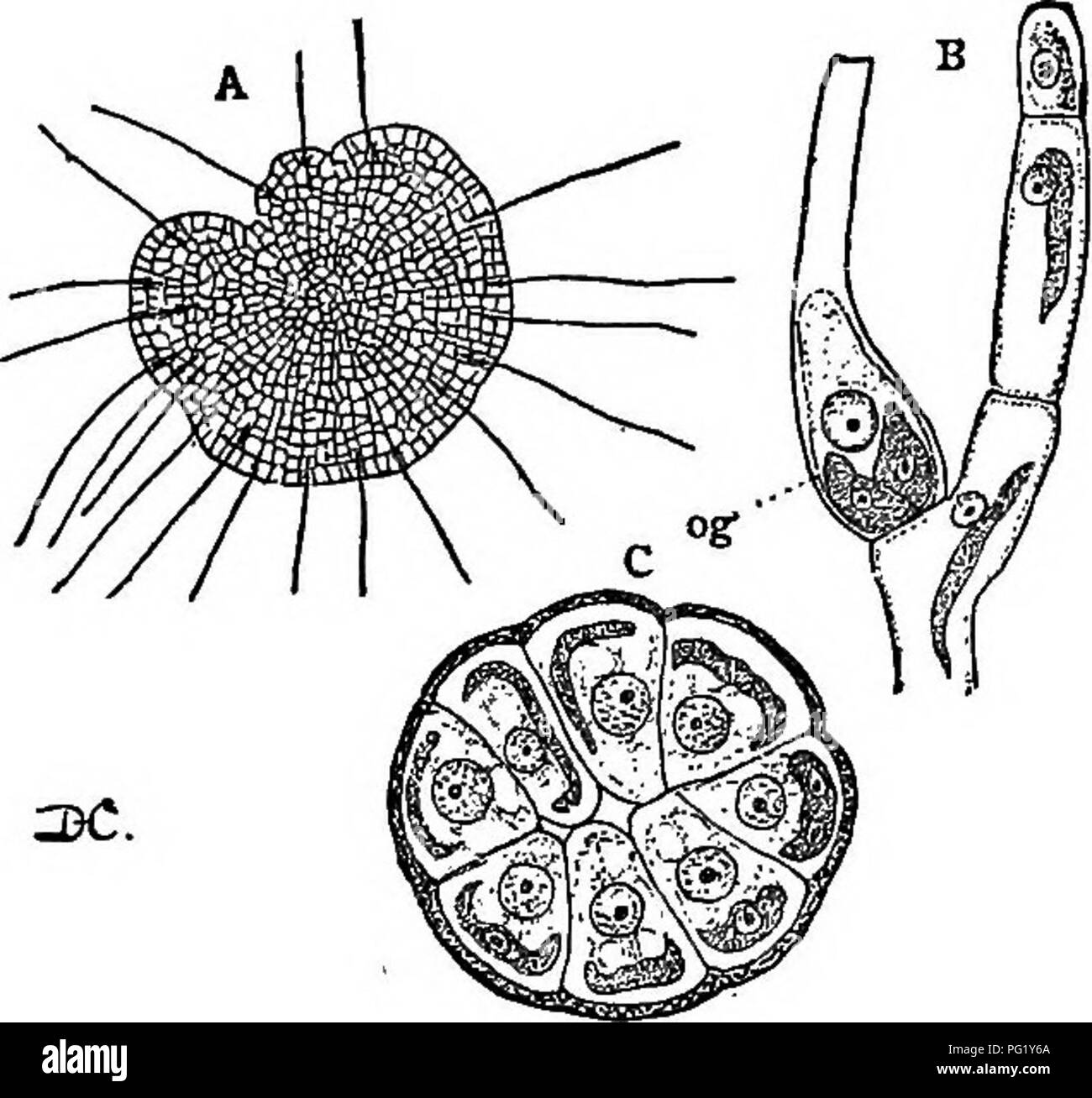. Lectures on the evolution of plants. Botany; Plants. 54 EVOLUTION OP PLANTS 9, C, an), and closely resemble the zoospores except in size, and the partial or complete loss of chlorophyll. The spermatozoid has a large nucleus with relatively little cytoplasm, as the nucleus is probably of the most impor- tance in the act of fecundation. At maturity the oogonium opens and permits the en- trance of the motile spermatozoid, which at once pene- trates into the egg-cell where its nucleus fuses with that of the egg, thus fertilizing it. As the result of fertilization the egg becomes in- vested with  Stock Photo