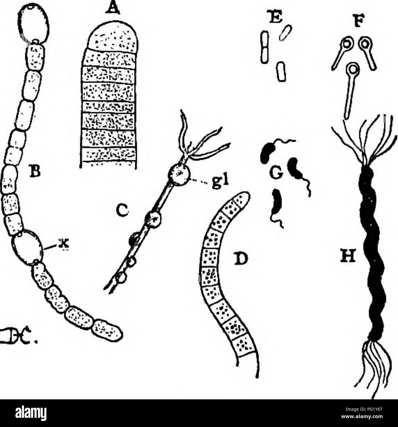 Rod shaped and round bacteria Black and White Stock Photos & Images Alamy