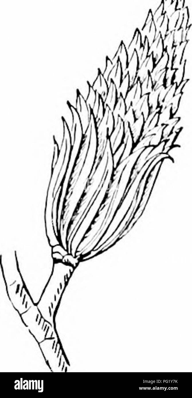 Native Pointing Tree This illustration features native tree species, specifically focusing ...