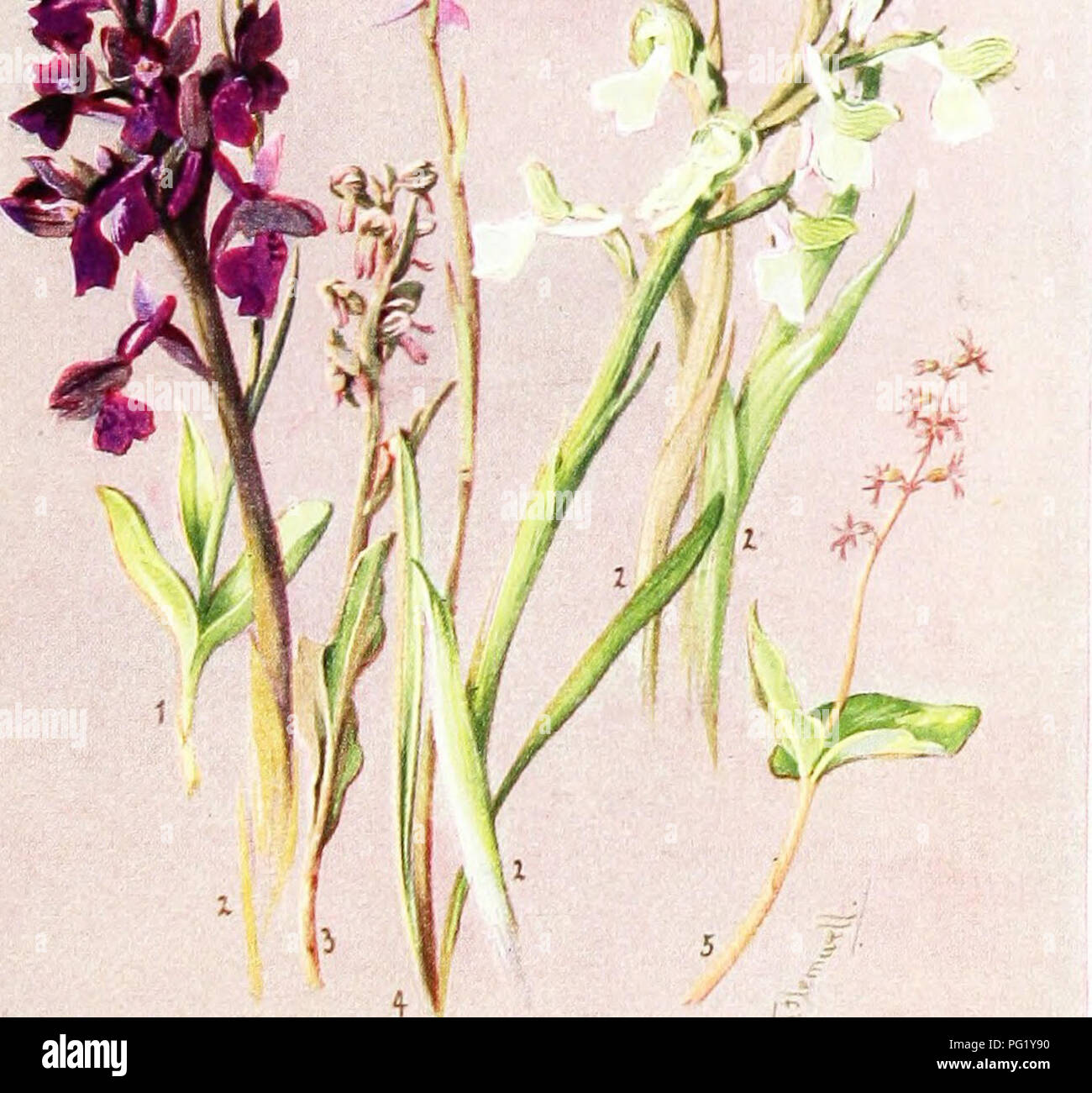. Sub-alpine plants : or, flowers of the Swiss woods and meadows . Mountain plants; Botany; Botany. V^:. Plate XXXI. 4/7 NATURAL SIZE. I. (;y.[NA1)ENI. .LlilDA. 2. ORCHIS ,10i;iri (four f OLOUK FORMS). 3. HABK.NARIA VIRIDIS. 4. (;^•.MN AIJENIA ODORATISSIMA. 5. LISTERA CORDATA.. Please note that these images are extracted from scanned page images that may have been digitally enhanced for readability - coloration and appearance of these illustrations may not perfectly resemble the original work.. Thompson, Harold Stuart, 1870-. [London] : G. Routledge &amp; Sons ; New York : E. P. Dutton &am Stock Photo