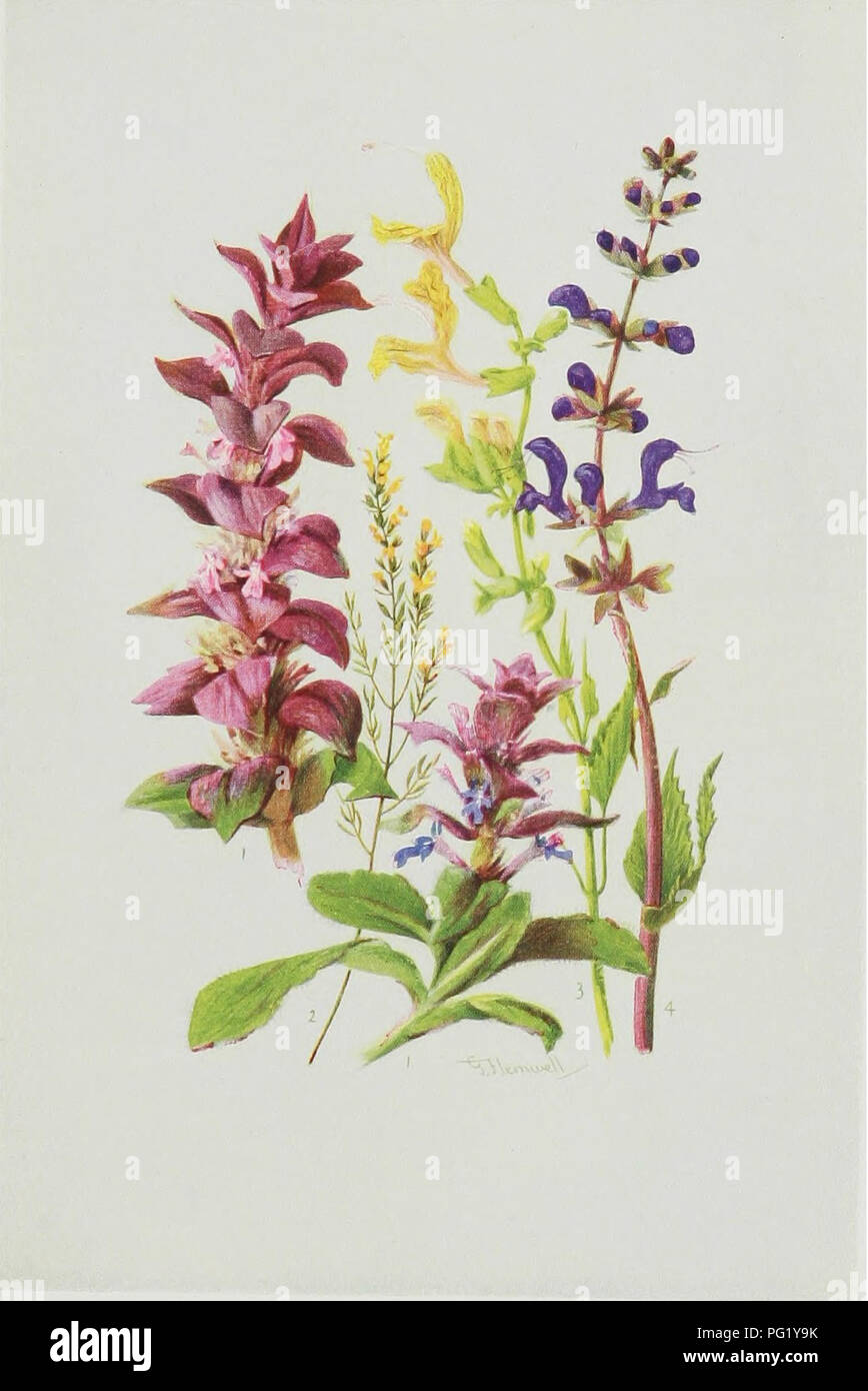 . Sub-alpine plants : or, flowers of the Swiss woods and meadows . Mountain plants; Botany; Botany. Plate XXIX. .. AJUGA PYRAMIDALIS. .. EUPHRASIA LUTEA. 4. SALVIA PRATENSIS. 4/7 NATURAL SIZE. 3. SALVIA GLUTINOSA.. Please note that these images are extracted from scanned page images that may have been digitally enhanced for readability - coloration and appearance of these illustrations may not perfectly resemble the original work.. Thompson, Harold Stuart, 1870-. [London] : G. Routledge &amp; Sons ; New York : E. P. Dutton &amp; Co. Stock Photo