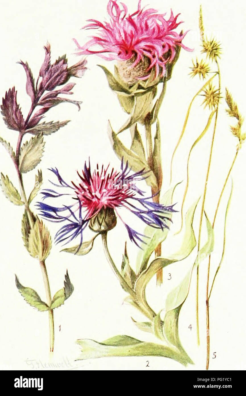 . Sub-alpine plants : or, flowers of the Swiss woods and meadows . Mountain plants; Botany; Botany. 4/7 NATURAL : Plate XXH. 1. JSARTSIA ALPINA. 2. CENTAUREA JIONTANA. 3. CENTAUREA UNIFLORA, 4, CAREX FLAVA. 5. CAREX LEPORINA (YOUNG STATE).. Please note that these images are extracted from scanned page images that may have been digitally enhanced for readability - coloration and appearance of these illustrations may not perfectly resemble the original work.. Thompson, Harold Stuart, 1870-. [London] : G. Routledge &amp; Sons ; New York : E. P. Dutton &amp; Co. Stock Photo