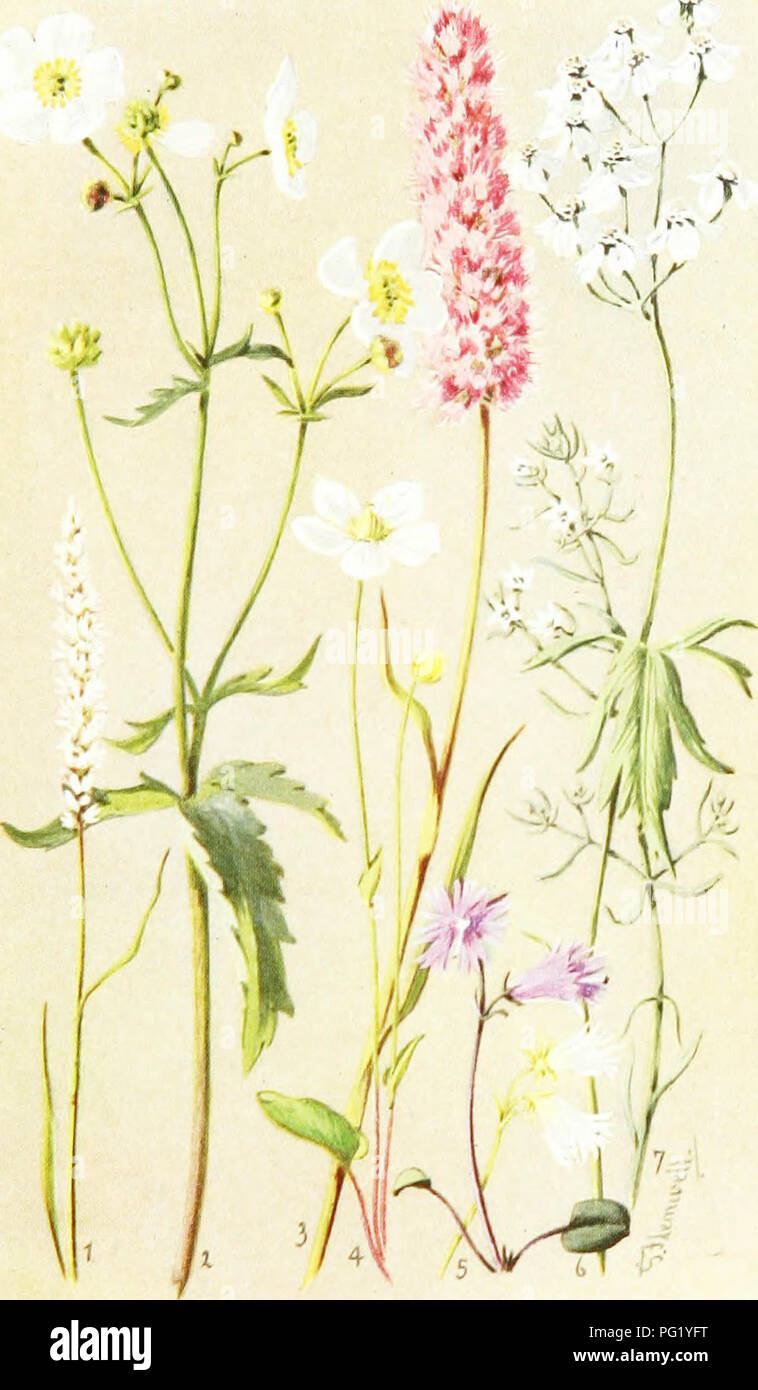 . Sub-alpine plants : or, flowers of the Swiss woods and meadows . Mountain plants; Botany; Botany. 4/7 NATURAL SIZE. Plate VI. X. POLYGONUM VIV1P.RU.M. 2. RANUNCULUS ACIINITIFOLIUS. 3. POLYGONUM I'.ISTORTA. SOLDANELLA ALPINA. 4. PARNASSLV I'ALUSTRIS. 6. CII1LLEA .MACROPHVLLA. 7. THESIUM ALPINU.L. Please note that these images are extracted from scanned page images that may have been digitally enhanced for readability - coloration and appearance of these illustrations may not perfectly resemble the original work.. Thompson, Harold Stuart, 1870-. [London] : G. Routledge &amp; Sons ; New York Stock Photo
