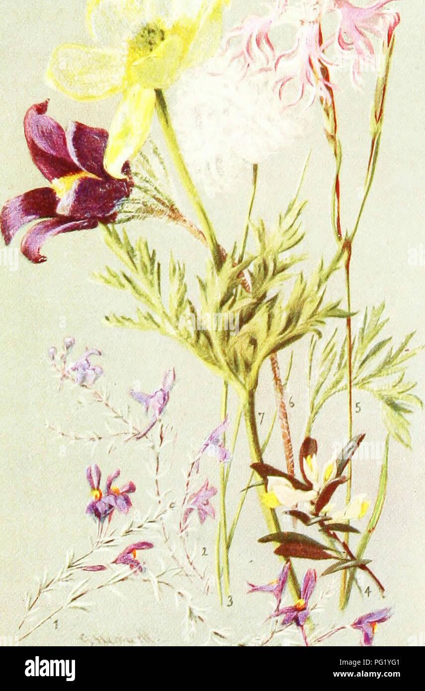 . Sub-alpine plants : or, flowers of the Swiss woods and meadows . Mountain plants; Botany; Botany. Plate V. 4/7 NATURAL SIZE. I LINARIA ALPINA. 2. LINARIA PETR^ . 3. ERIOPHORUM VAC;iNATUM. 4. POLYGALA CHAM/EBUXUS. 5. DIANTHUS SUPERBUS. 6. ANEMONE PULSATILLA. 7. ANEMONE SULPHUREA.. Please note that these images are extracted from scanned page images that may have been digitally enhanced for readability - coloration and appearance of these illustrations may not perfectly resemble the original work.. Thompson, Harold Stuart, 1870-. [London] : G. Routledge &amp; Sons ; New York : E. P. Dutton &a Stock Photo