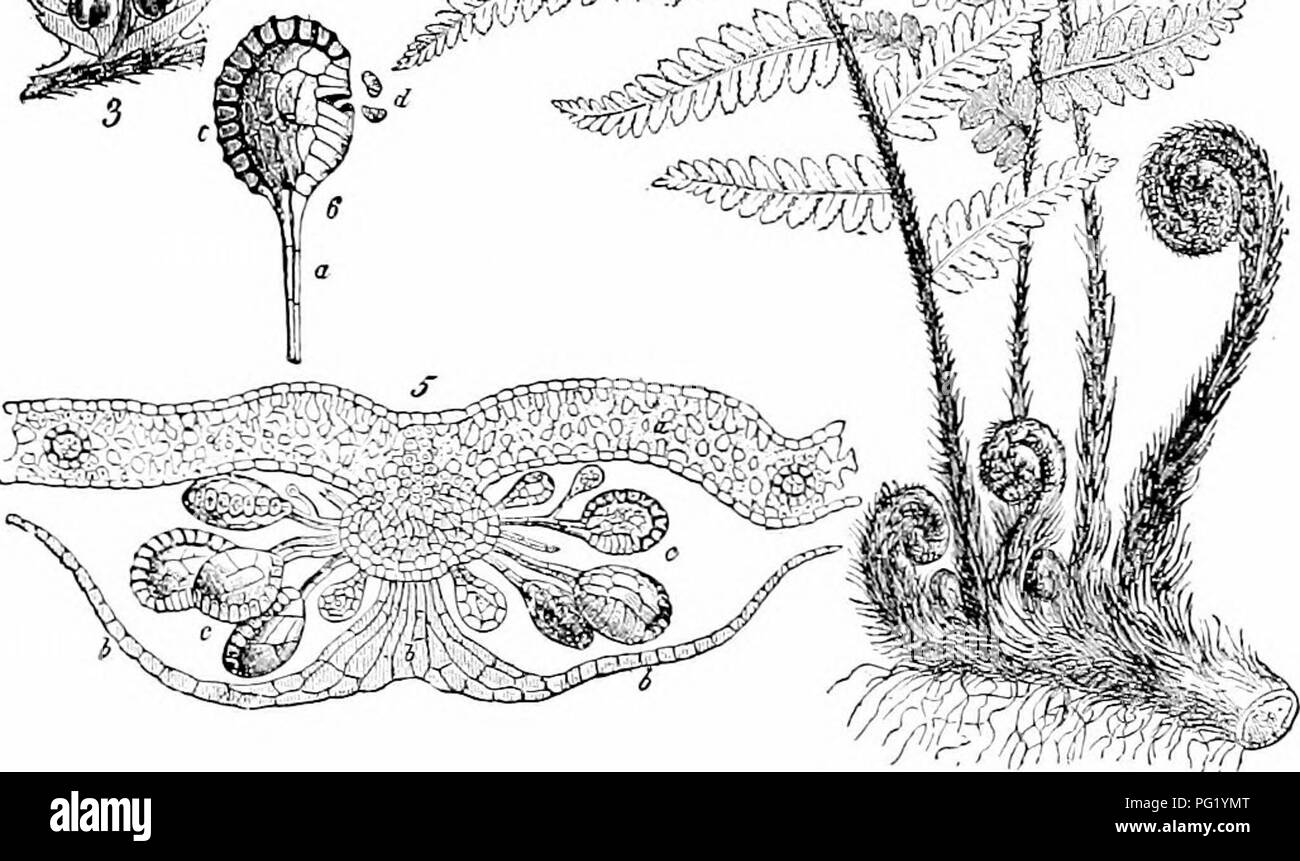 An introduction to botany focusing on plant structure and development ...
