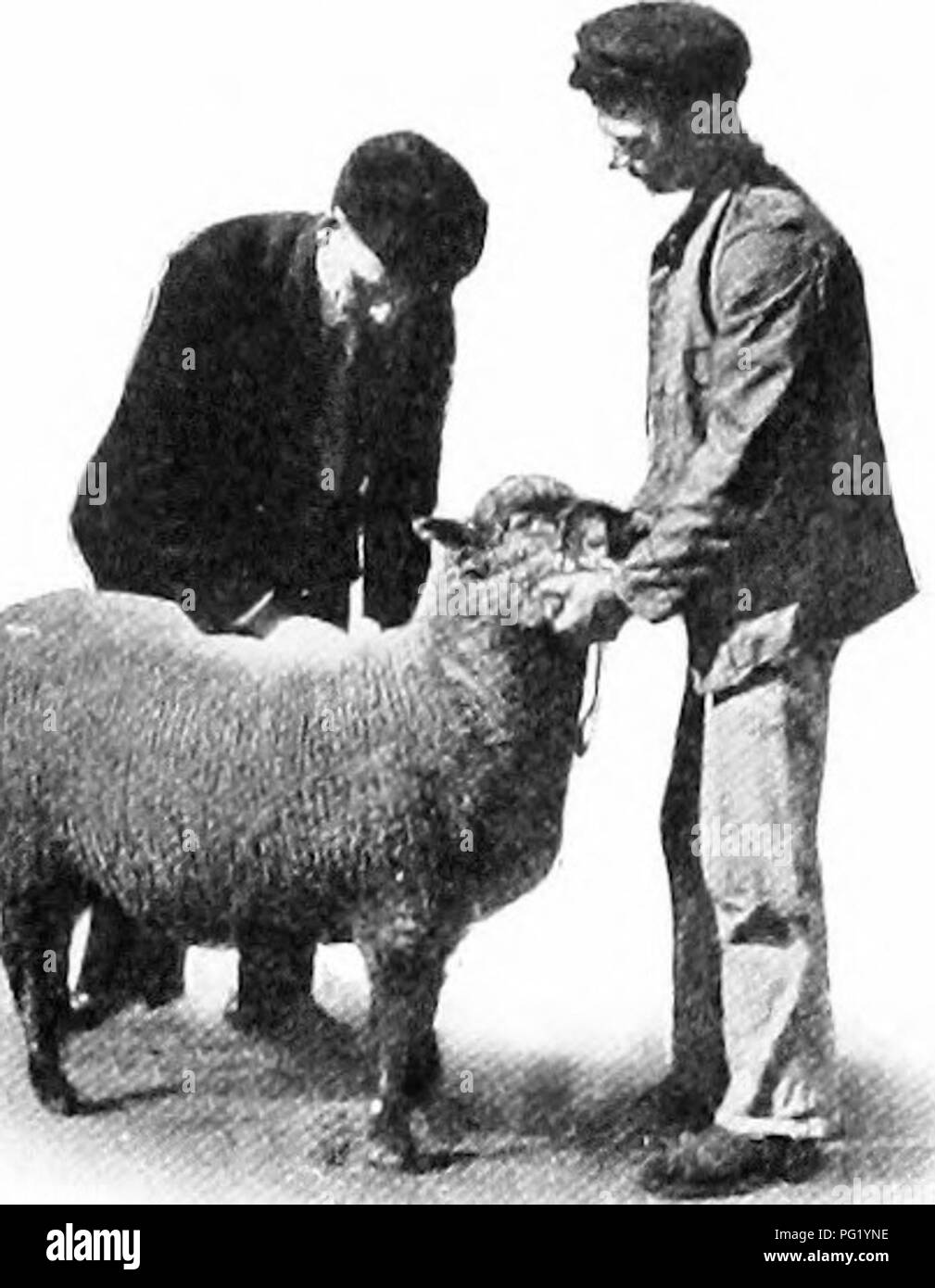 . Manual of farm animals; a practical guide to the choosing, breeding, and keep of horses, cattle, sheep, and swine. Animal industry; Horses; Cattle; Sheep; Swine. Fig. 115. — Depth of Chest.. Please note that these images are extracted from scanned page images that may have been digitally enhanced for readability - coloration and appearance of these illustrations may not perfectly resemble the original work.. Harper, Merritt Wesley, 1877-. New York, The Macmillan company Stock Photo