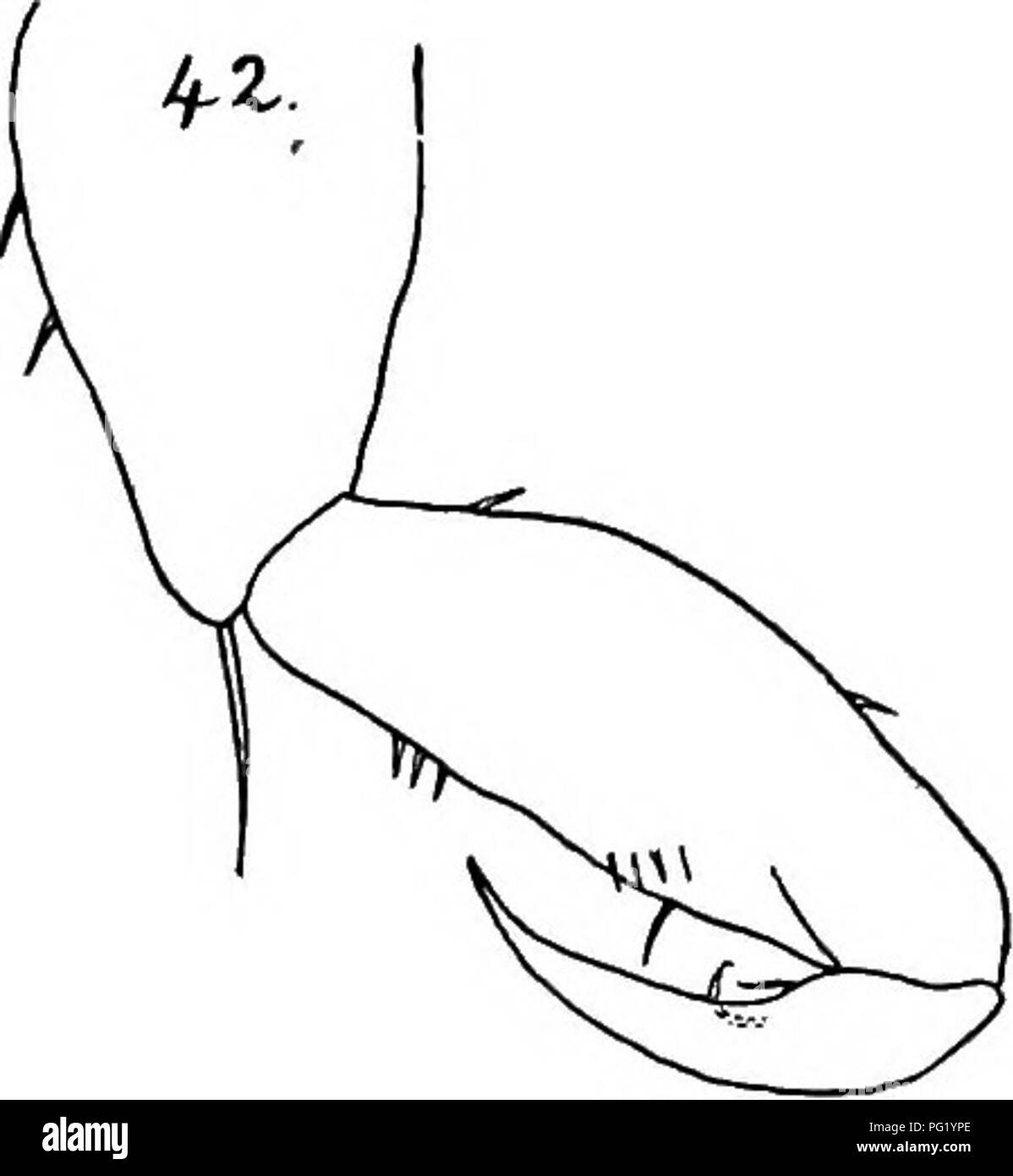 . Report of the Canadian Arctic Expedition 1913-18. Scientific expeditions. Marine Copepoda 31 K Second maxilliped (mp 2): like that of H. flexus, with simple fusiform hand, but the dactylus is shorter than the hand as 2: 3 (fig. 42).. Fig. 42. Harpacticus superflexus. Second maxilliped. The first thoracic foot (p 1) is like that of H. flexus, both rami two-jointed, Ri about as long as the proximal joint of Re; Ri 2 with a claw-like spine and two setse at the end, Ri 1 with distally placed si (Fig. 43); Re 2 ending with three curved claws and a slender seta. In the second thoracic foot (p 2 9) Stock Photo