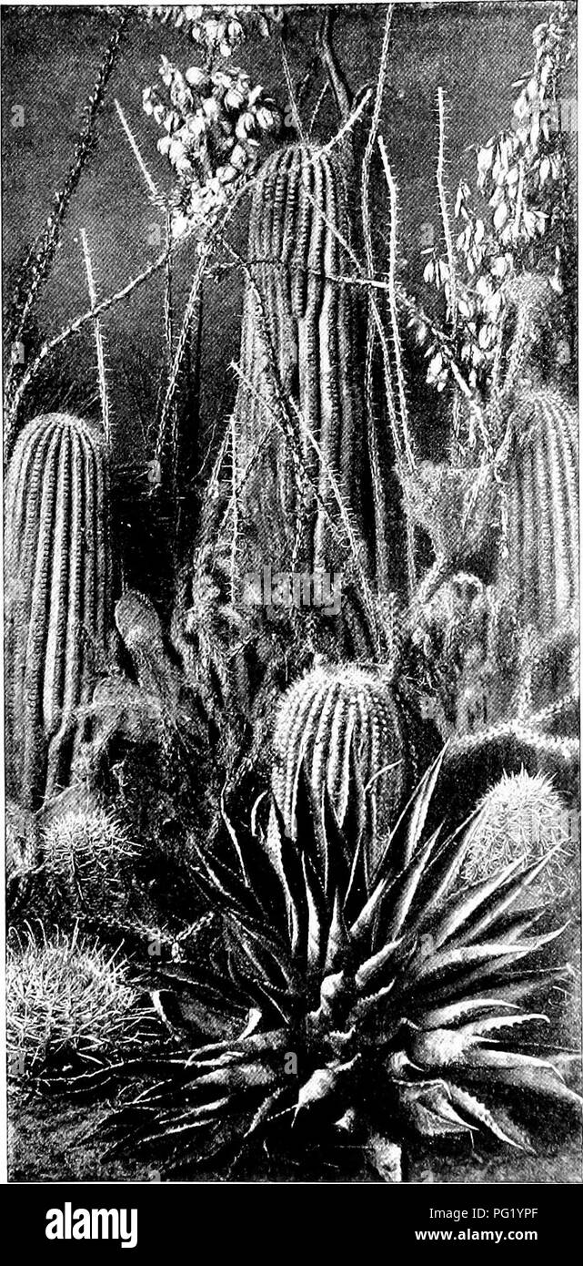 . Plant studies; an elementary botany. Botany. Fig. 39. A group of cactus fornts (slender cyliTidrical, columnar, and globular), all of them s])iny and without leaves ; an agave iu front; clusters of yucca flowers in the background.. Please note that these images are extracted from scanned page images that may have been digitally enhanced for readability - coloration and appearance of these illustrations may not perfectly resemble the original work.. Coulter, John Merle, 1851-1928. New York, D. Appleton and Company Stock Photo