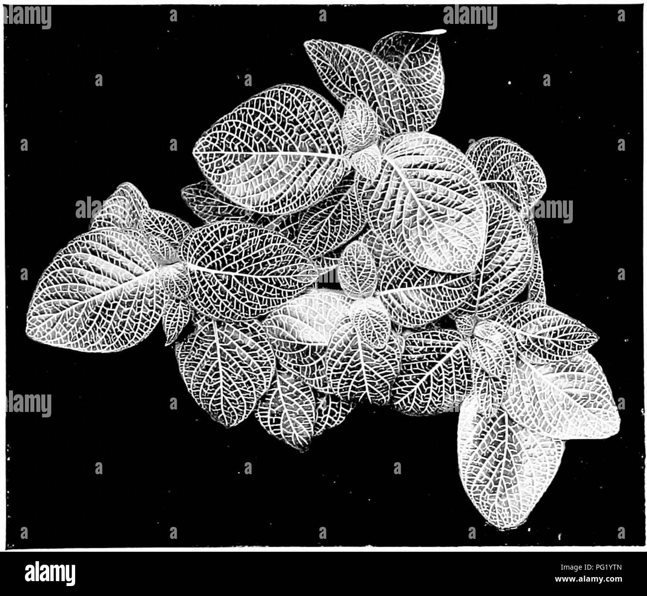 Botany Examples This textbook covers basic botany, focusing on the structure and ...