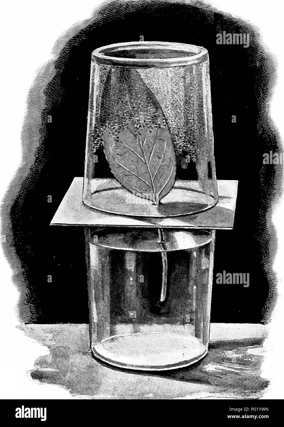 . Plant studies; an elementary botany. Botany. Fig. '24. Experiment illustrating transpiration.. Please note that these images are extracted from scanned page images that may have been digitally enhanced for readability - coloration and appearance of these illustrations may not perfectly resemble the original work.. Coulter, John Merle, 1851-1928. New York, D. Appleton and Company Stock Photo