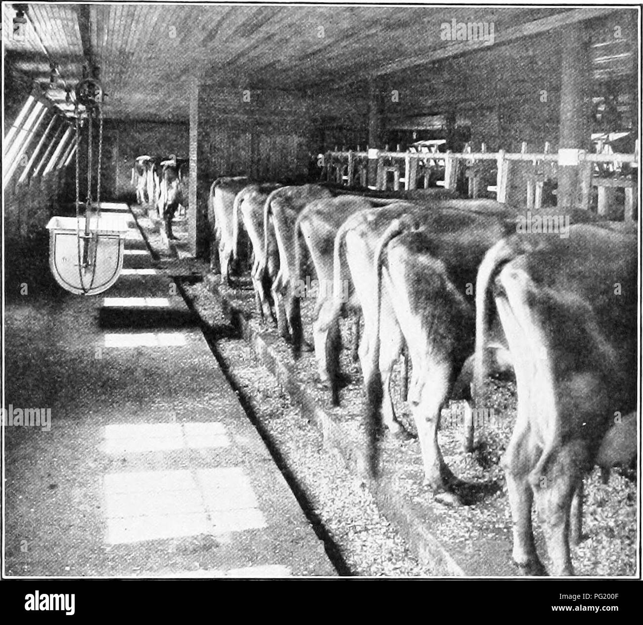 . Manual of farm animals; a practical guide to the choosing, breeding ...