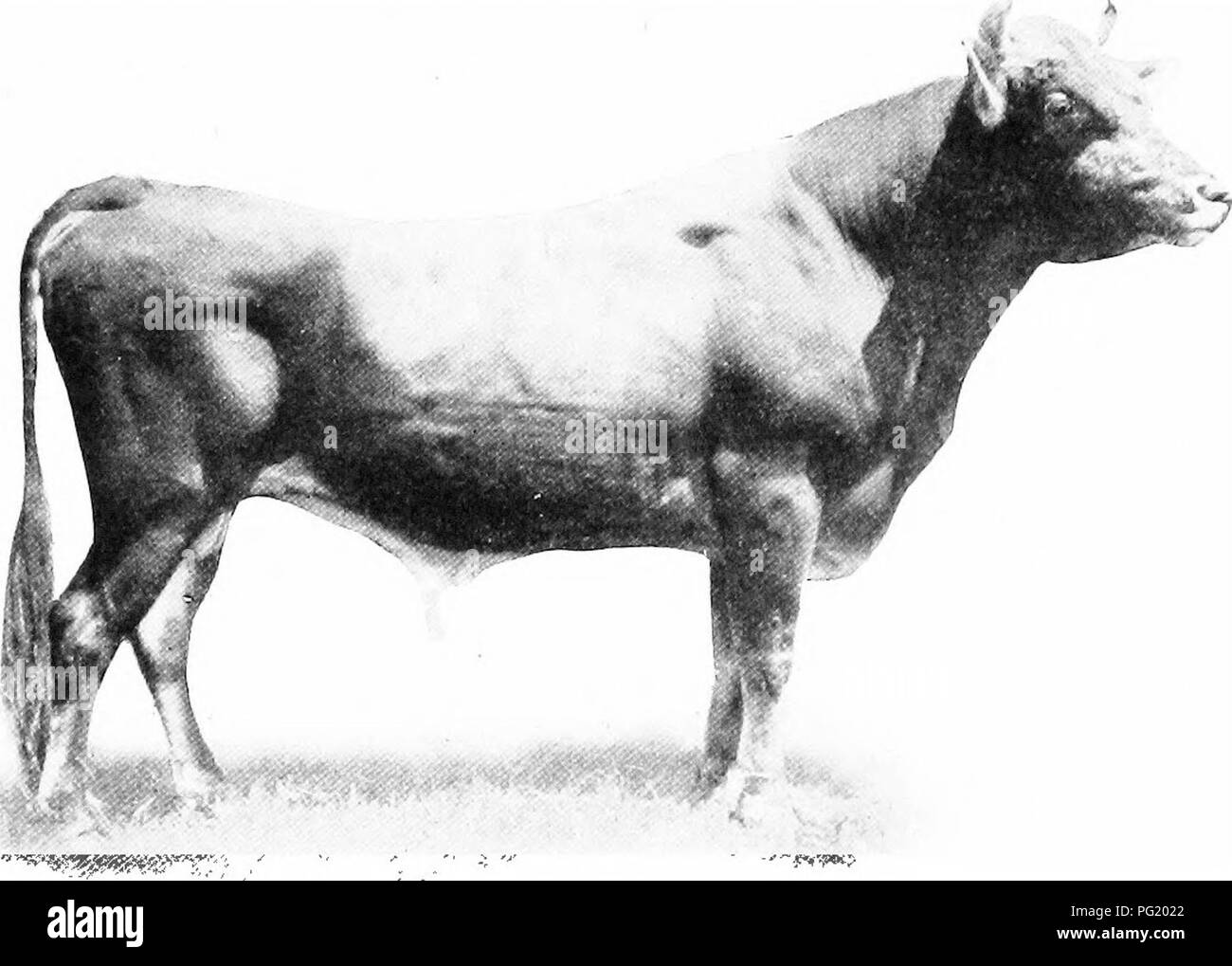 . Manual of farm animals; a practical guide to the choosing, breeding