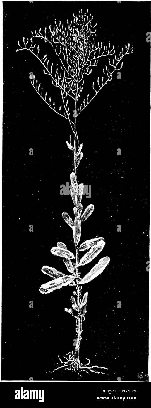 . Plant studies; an elementary botany. Botany. 12 PLANT STUDIES. ^''iG. 5. The cmniii.m prickly lettuce [Laciuca â Srt(rioltt), showing the leaves standiiif:; edge- wiHc, and in a general north and south plane. âAfter Arthur and MacDougal. must not be siij^posod thtit there is any ac- curacy in tlie north or sou til direction, as the edgewise position seems to be tlie signifi- cant one. In tlie ros- in-weed probaljly the north and soutli direc- tion is tlie prevailing one ; but in the prickly lettuce, a very eommon weed of waste grounds, and one of the most striking of the compass plants, the  Stock Photo