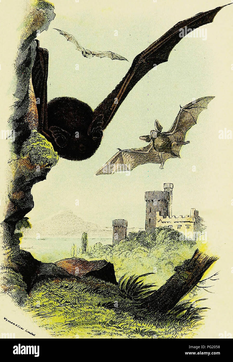 . A hand-book to the British mammalia. Mammals. PLATE III.. v^^^ ^ OR COMMON BAT.. Please note that these images are extracted from scanned page images that may have been digitally enhanced for readability - coloration and appearance of these illustrations may not perfectly resemble the original work.. Lydekker, Richard, 1849-1915. London, Edward Lloyd Stock Photo