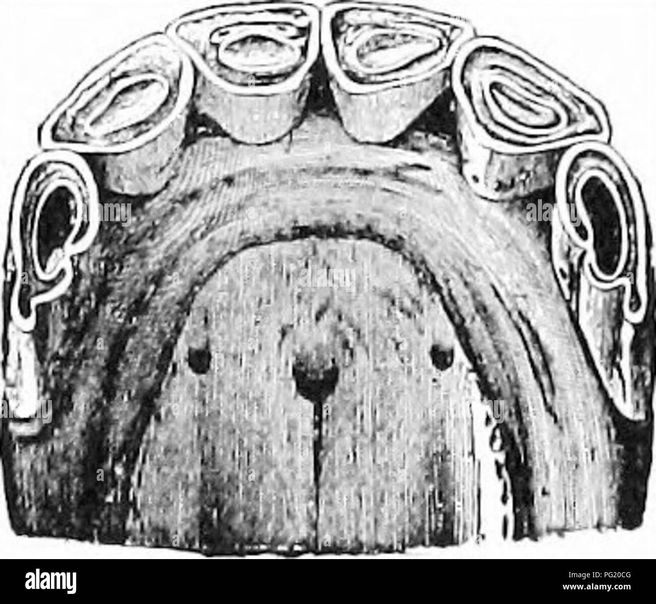 . Manual of farm animals; a practical guide to the choosing, breeding, and keep of horses, cattle, sheep, and swine. Animal industry; Horses; Cattle; Sheep; Swine. Fig. 13.—Front Teeth in Upper Jaw at Fifteen Years of Age. Teeth quite triangular.. Fig. 11. — Front Teeth IN Upper Jaw at Ten Years of Age. Cups out of intermediate teeth.. Please note that these images are extracted from scanned page images that may have been digitally enhanced for readability - coloration and appearance of these illustrations may not perfectly resemble the original work.. Harper, Merritt Wesley, 1877-. New York,  Stock Photo