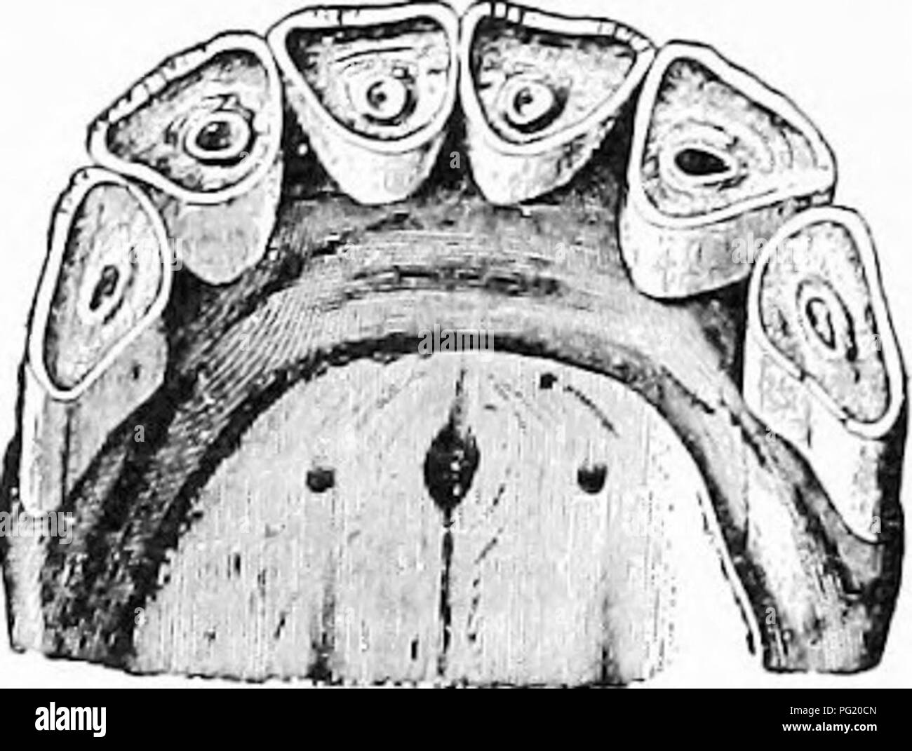 . Manual of farm animals; a practical guide to the choosing, breeding, and keep of horses, cattle, sheep, and swine. Animal industry; Horses; Cattle; Sheep; Swine. Fig. 10.— Front Teeth IN Upper Jaw at Nine Years of Age. Cups out of center teeth.. Fig. 13.—Front Teeth in Upper Jaw at Fifteen Years of Age. Teeth quite triangular.. Please note that these images are extracted from scanned page images that may have been digitally enhanced for readability - coloration and appearance of these illustrations may not perfectly resemble the original work.. Harper, Merritt Wesley, 1877-. New York, The Ma Stock Photo
