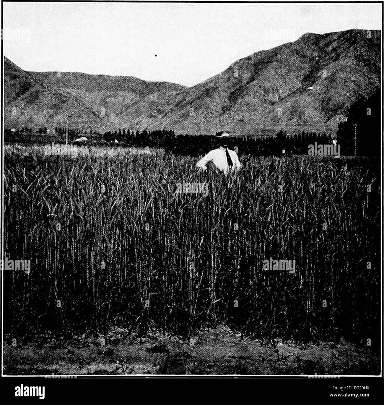 . Dry-farming; a system of agriculture for countries under a low rainfall. Dry farming. A DKOUTH-EESISTINa FAEM 403 The Barnes farm The first record was made by Senator J. G. M. Barnes of Kaysville, Utah, Kaysville is located in the Great Salt Lake Valley, about fifteen miles north. Fig. 108. Field of dry-farm wheat. Utah 1909. of Salt Lake City. The climate is semiarid; the pre- cipitation comes mainly in the winter and early spring;. Please note that these images are extracted from scanned page images that may have been digitally enhanced for readability - coloration and appearance of these  Stock Photo