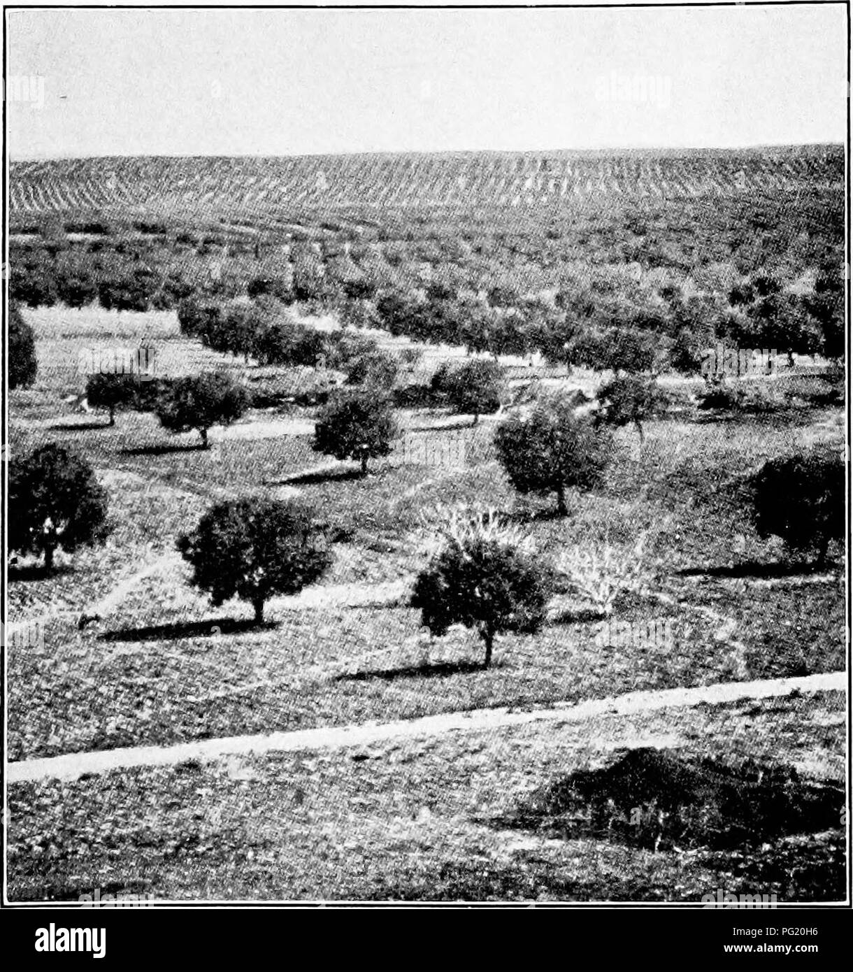 . Dry-farming; a system of agriculture for countries under a low rainfall. Dry farming. 396 DRY-FAKMING Turkey Turkey has also a large area of arid land and, due to American assistance, experiments in dry-farming are being carried on in various parts of the country. It is interesting to learn that the experiments there, up. Fig. 106. Dry-farm olive orchards near Sfax, Tunis, Northern Africa.. Please note that these images are extracted from scanned page images that may have been digitally enhanced for readability - coloration and appearance of these illustrations may not perfectly resemble the Stock Photo