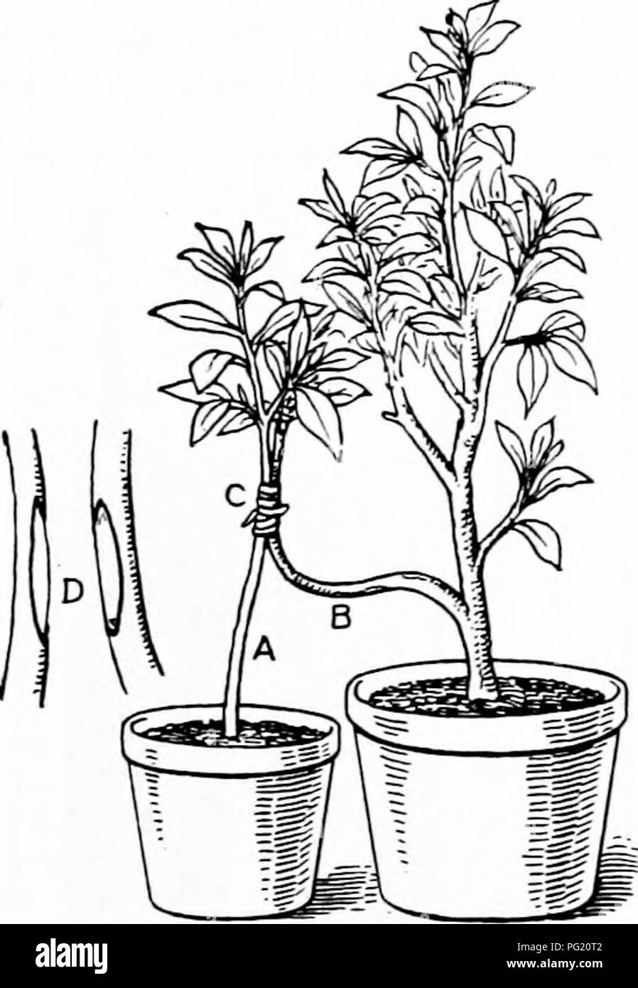 . Plant propagation : greenhouse and nursery practice . Plant propagation. CHAPTER XVI METHODS OF GRAFTING 295. Classification of graftage.—Graftage methods nat- urally fall into three general classes: 1, Inarching, or grafting by approach, in which the cion is not severed from the parent plant until after union is complete; 2, cion grafting, or true grafting, in which a twig with at least one bud is placed upon or in a stock; and 3, bud grafting, or, to use its popular term, budding, in which only one bud is placed beneath the bark of the stock upon the surface of the young wood. 296. Inarchi Stock Photo