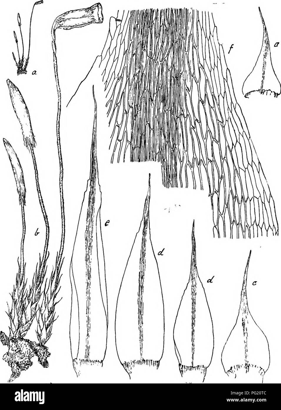 . Flore de Buitenzorg. Botany. 1578 rOtlichbraunea Spitzen, aufwarts allmahlich grosser, in die Perichaetialblatter ubergehend, ovallanzettlich, pfriemen- bis grannenfSrraig spitz, bis 6 mm, breit, alle einscbichtig, unge- Fig. 249.. Rhacclopus pilifer Dz. et Mkb. ». Habitasbild (nnt. Grosse). d. Mittlere Stengel blatter V. b. Desgl. . e. Peiiohaetialblatt. Y- c. Untere Slengelblalter '/. /. ElaKzellen mit Rippe i-°s, saumt und fast ganzrandig. Rippe flach, undeutlich begrenzt, in der fast haarffirmigen Spitze schwindend. Blattzellen sehr locker, durchsichtig, glatt, dilnn- bis derbwandig, ve Stock Photo