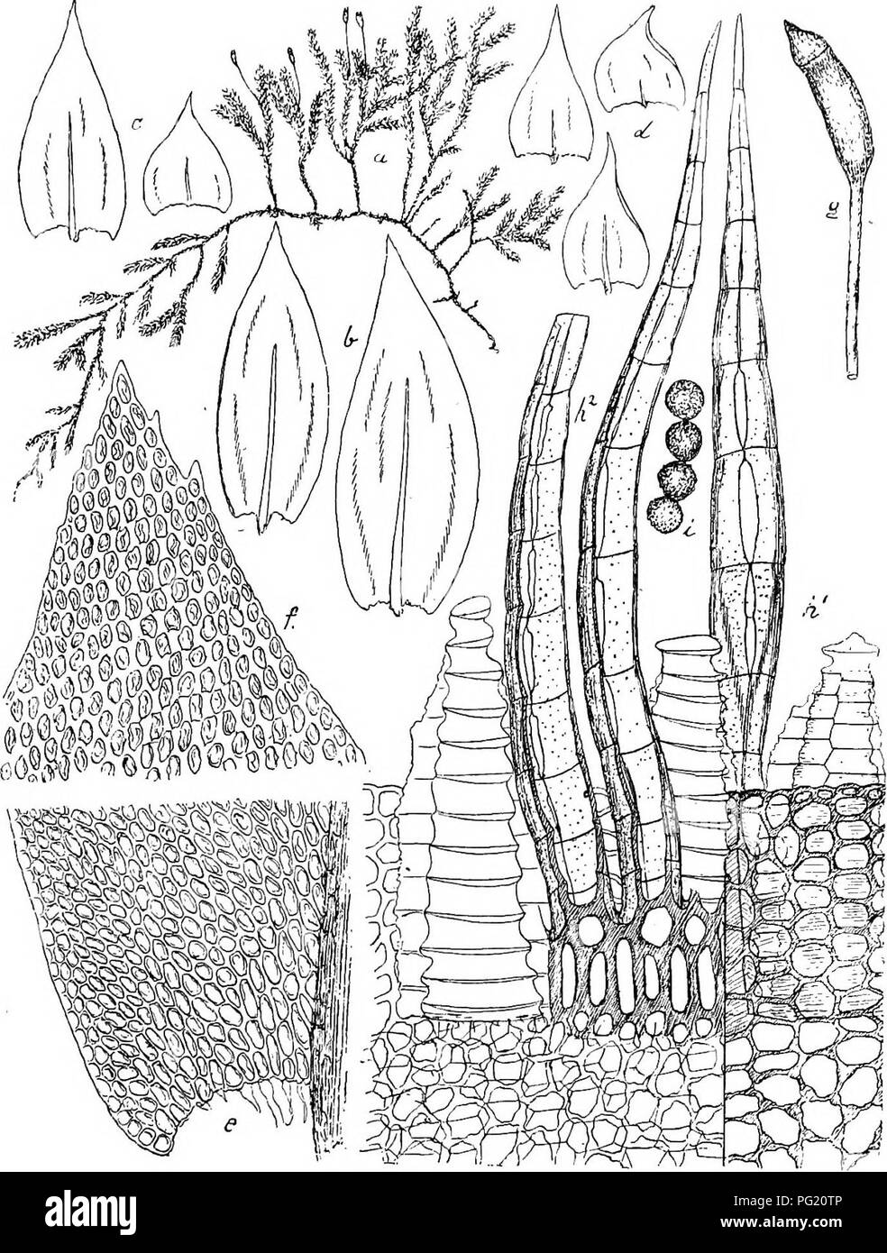 . Flore de Buitenzorg. Botany. 1491 mtodung sitzt, Fortsatze zusammenneigend, lanzettlich, laug zugespitzt, scharf kielfaltig, in der Kiellinie ritzenformig durch- Fig. 236.. a. Habitusbild (nat. Grosse). 6. Obere Astblatter °. e. Untew Astblatter °. d. Stengelbliitler Y- c. Blattgrund ^i. serrulatus Lac. /. Blattspitze if2. g. Sporogon i. h. Peristom dorsal A'. Dasselbe veatral i. Sporen if2. brochen, glatt. Sporen grfln, 20—25 /j. gross, kngelig, grob papillos. Reife im April.. Please note that these images are extracted from scanned page images that may have been digitally enhanced for re Stock Photo