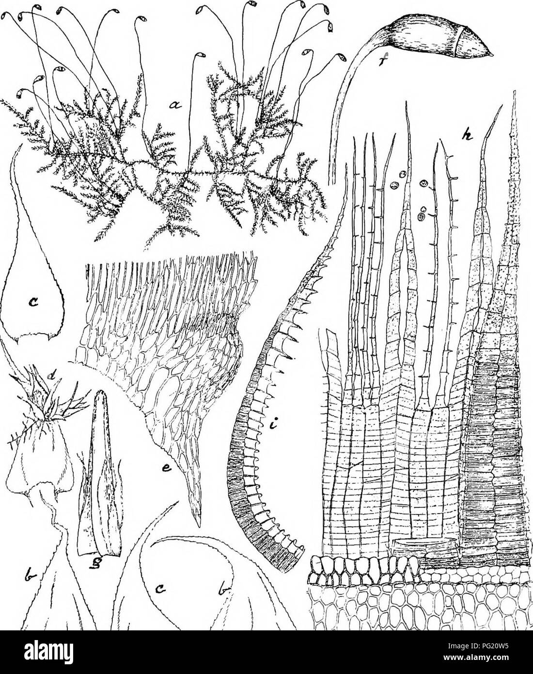 . Flore de Buitenzorg. Botany. 1459 dickere Ventralschicht, ohne Ringleisten, Lamellen glatt, wenig vortretend, in der Jugend diinn, radiar anhangselartig verbreitert. Fig. 231.. n 'immmmm Cienidinm malaeobolum (C. M.) Broth. «. Habitusbild (nat. Grosse). /. SporogoQ V°- h. Stengelbliitter V- S- H^ube V- c. Astblatter V- ''• Peristom '-^. d. (/ Zwergpflanze auf einem Stengelblalt. 7. i. Bxostomzalin im Profil gesehen t^a. e. Battecken mit herablaufenden Zellen !-^. Endostom gelblieh, hyalin, fein papillos, Grundhaut '/a hoch, Fortsatze spaltenartig durchbvochen. Wimpern 2—i, etwas. Please note Stock Photo