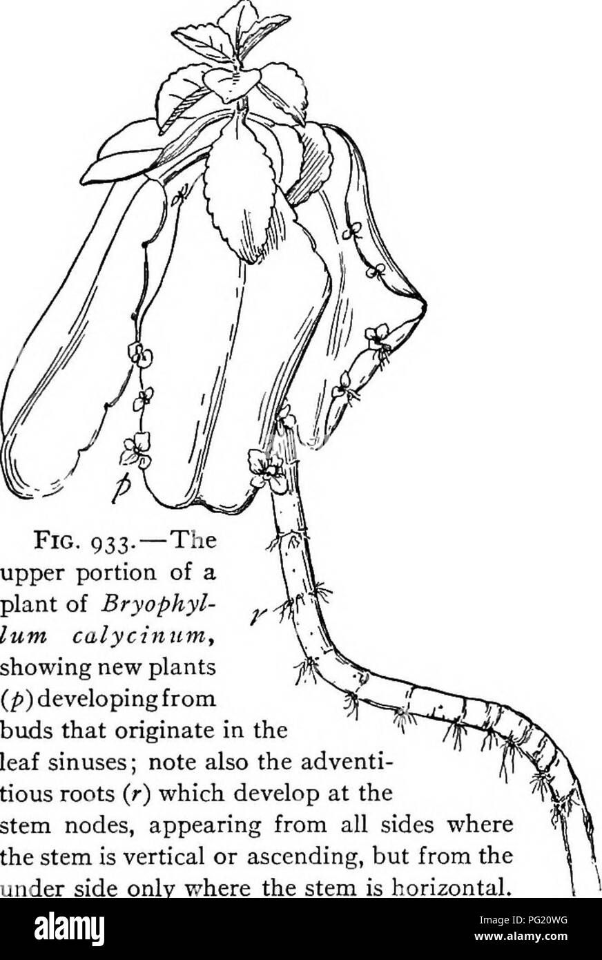 . A textbook of botany for colleges and universities ... Botany. LEAVES 637 which in Cystopteris drop oflf and germinate in the ground. In Asplenium they may germinate and grow to considerable size while attached to the leaf (fig. 932), later falling to the ground where development is continued. When the leaf tip of the walking fern {Camptosorus) comes in contact with the ground, a bud forms from the terminal cells, later developing into a plant. In Adiantum Edgeworthii the apical cell of a leaf may develop directly into a stem. In Camptosorus some ex- ternal factor (perhaps moisture) Stimulat Stock Photo