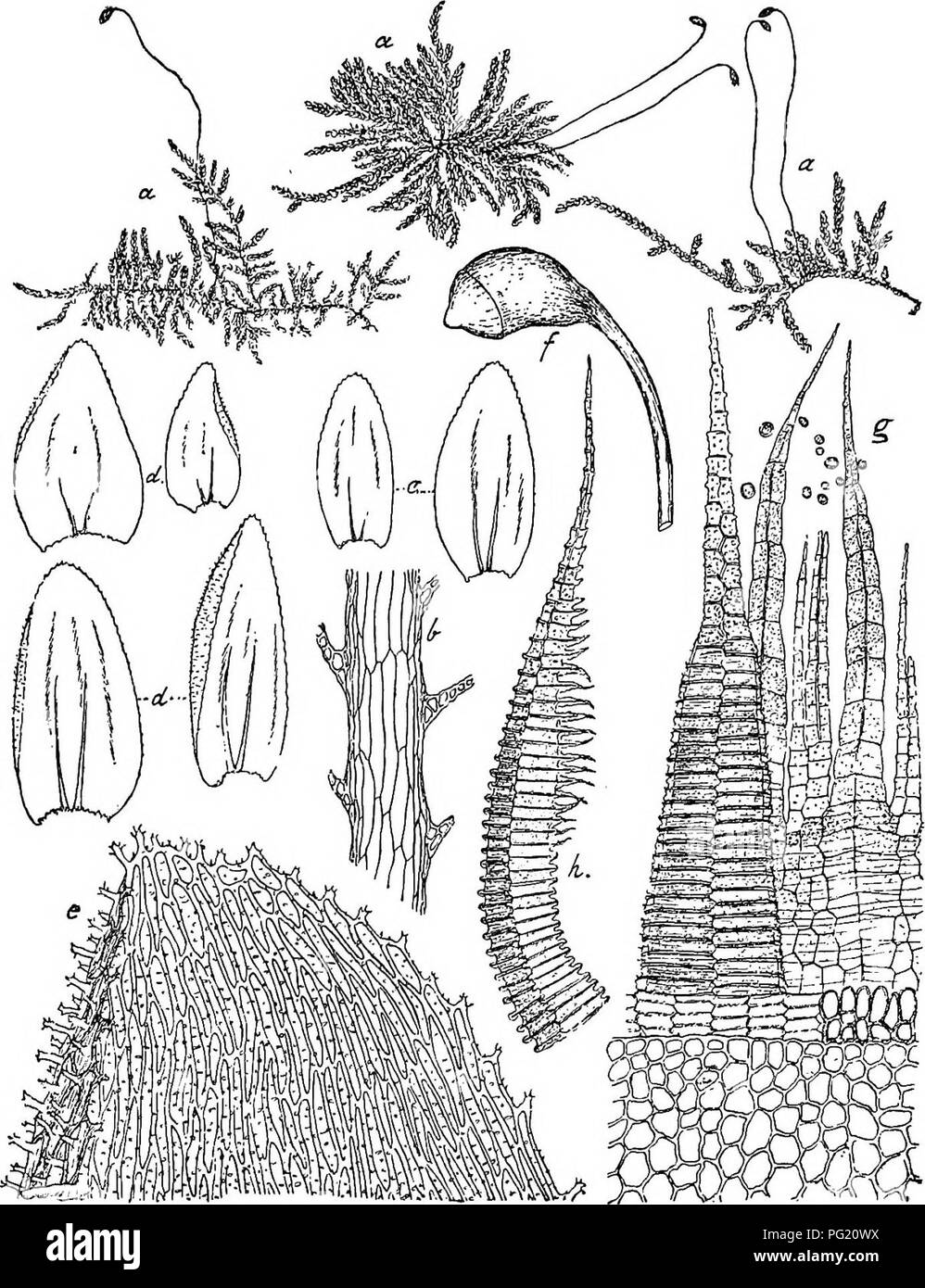 . Flore de Buitenzorg. Botany. 1369 Einhausig! cT Knospen Idein, astgrundstandig, Antheridien zahlreich, Paraphysen sparlich, rudimentar, Hullblatter glatt, innere oblong, oben ausgeraudet, 2â3 spitzig; 9 Bluten gross, Fig. 322.. Fsmdohypnella verrucosa (Dz. et Mb.) Flsch. a. Habitusbild (nat. Grfisse). e. Blattspitze Â»JÂ». b. Stengellangssclinitt mit Blattiuseition VÂ°- /â SpoiogOD ^-^. c. Stengelblatter '/â g- Peristom dorsal gesehea ii-S.. d. Astblatter V- /Â«. Exostomzahn im Profil gesehen ii-Â». stengelstandig, mit Paraphysen, Hullblatter ovallauglich, stumpf- licli spitz. â Pflanzen meh Stock Photo