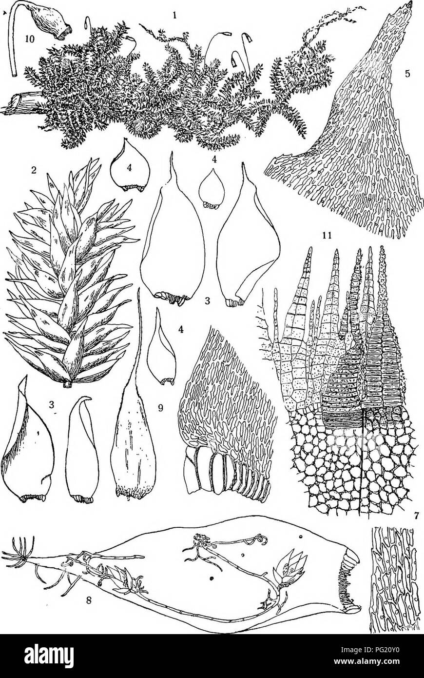 . Flore de Buitenzorg. Botany. 1311 Kg. 211.. UhapUdosHchnm luxuHans (Dz. et Mb.) Flsoh. 1. Habitusbild (natiirliche Giosse). 2. Astspitze f. 8. Aatbliitter V- 4. untere Astbliilter '/. 5. Blattspitze i|i-. 6. Blattgrund mit Alarzellen Lp. 7. Blattzellen ^^. 8. Astblatt mit (f Zwergpflanzen, welcbe sich auf dem Protonema aus den Sporen ent- wickeln &quot;-^. 9. Perichaetialblatt '/. 10. Sporogon f 11. Periatom a, ventral, b, dorsal gesehen i^.. Please note that these images are extracted from scanned page images that may have been digitally enhanced for readability - coloration and appearance  Stock Photo