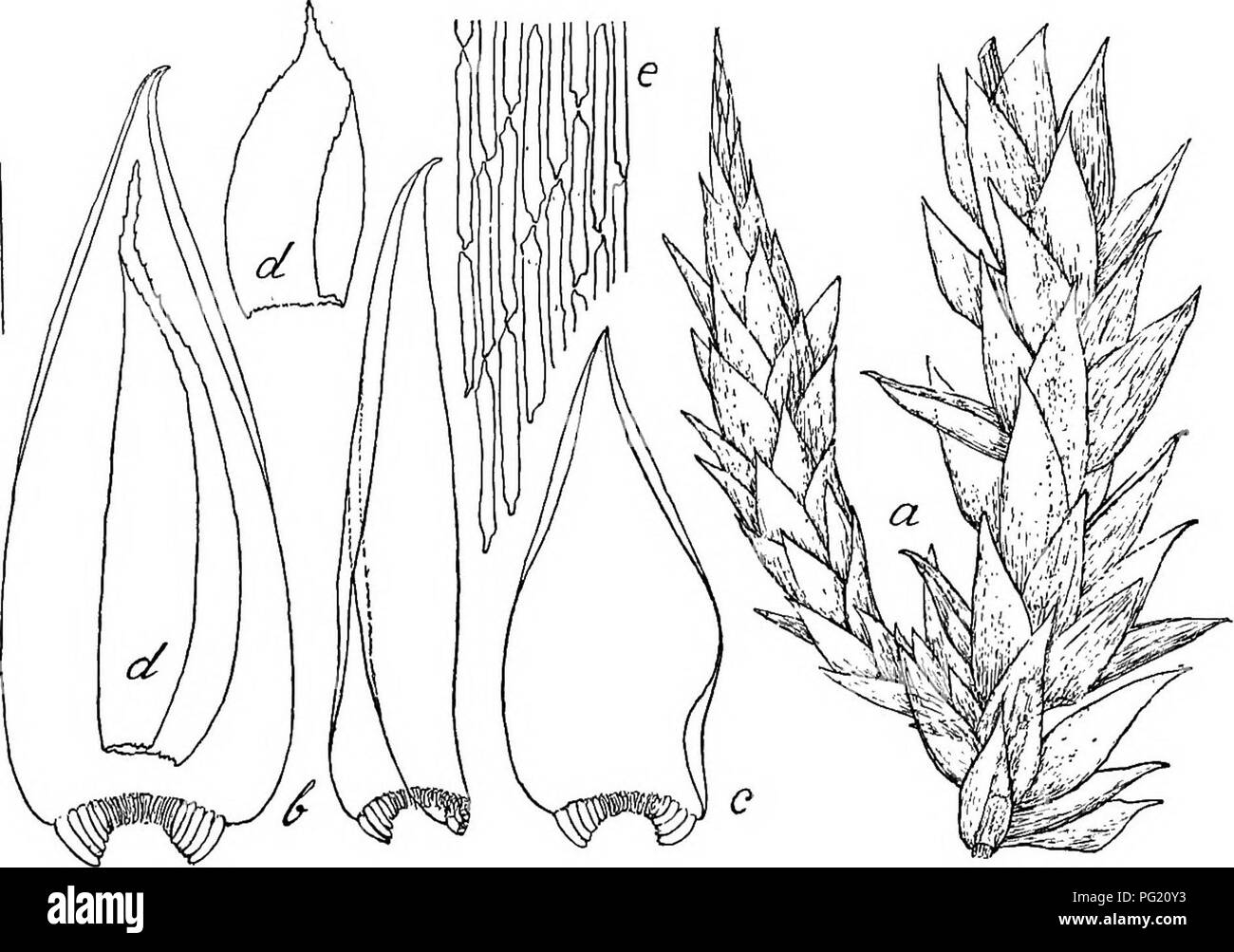 Flore de Buitenzorg. Botany. 1295 Blatter lang stechend spitz. Blatter  locker inserirt, feucht gedunsen, besonders die Stengelblatter ausgebreitet  ab- stehend, gegen die Spitzeu aufrecht abstehend und besonders an den  Aesten und