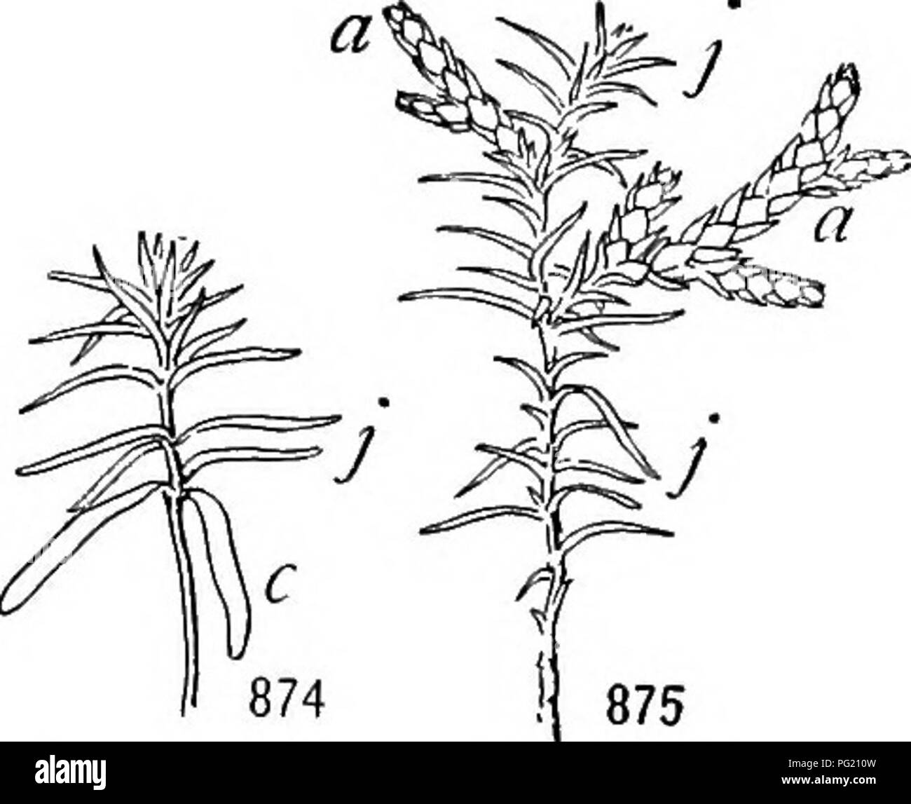 . A textbook of botany for colleges and universities ... Botany. Fig. 873. — Leaf variation in the hare- bell {Campdnula rotundifolia); the apex of the shoot has been cut off, and lateral buds have developed at b and b' note that the first leaves of the axillary rosettes are short and roundish, as in seedlings and basal rosettes; such an occurrence sometimes is called a reversion to a juvenile stage. — From Familler.. Figs. 874,873. — Leaf variation in the arbor vitae (Thuja occidentals); 874, a seedling, showing the cotyledons (c) and the awl-shaped &quot; juvenile &quot; leaves (/); 875, an Stock Photo