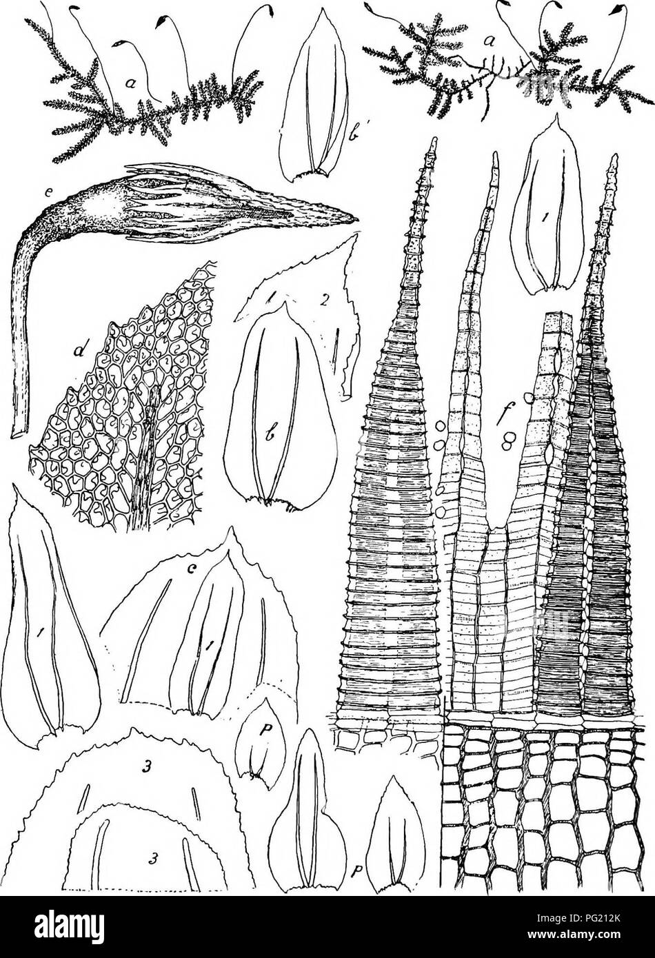 . Flore de Buitenzorg. Botany. 1024 Fig. 174.. OaUicosiella papillaia Mitt. a. Habitusbild (naturl. Giosse). e. Sporogon &quot;/• /• Pfristom ilovsal, b. Stengelblatt. 5' Aslblatt  Zahn links ventral ~. li. BlattBpitzo V- &lt;^- Ulattzellcn ^. p. Peiichaatialbliittor »,&quot;. 1. Blatter der / longifulia Fmch. °. 2. Blattspitze '/. 3. Blattspitze dec var. brenfolia Fl. »/. rippenlos. — Pflanzen in mehr oder weniger dichten Rasen. Please note that these images are extracted from scanned page images that may have been digitally enhanced for readability - coloration and appearance of these ill Stock Photo