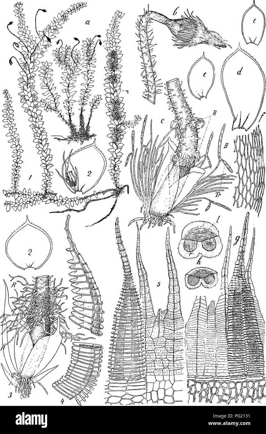. Flore de Buitenzorg. Botany. fig. 171. Eriopus remoUfolius C. MiiiL. a. Habitosbild (naturl. Giiisse). b. Kapsel mit Haube '/• &lt;^- Peiichaetium mit B = Bi'ut- korper, Tr. = Tra-gerzellen and E. = Ehizoiden aus der Seta Y- '^- Seitliche Blatter, e. vor- dei-e Blatter '/• /• Blattzellen mit Saum ',&quot;• 9- Peristom dorsal gesehen i?-^. h. Quersclmitt eines Peristomzahnes mit m. = Dorsalschicht, r. = RingscMcht und 1. = Lamellen '°°. Efiopus ramosus Flsch. 1. Habitusbild (natiirl. Grcisse). 2. Vordere Blatter mit ^ Bliite ',&quot;. S.Perichaetium mit Khizoiden aus Vagiuula und Seta Y. 4. P Stock Photo