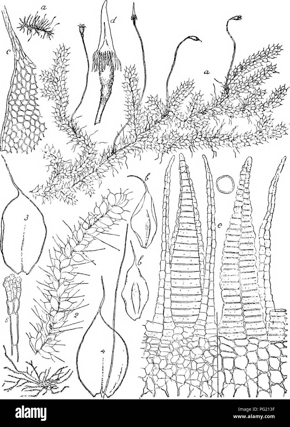 . Flore de Buitenzorg. Botany. 968 verschmalertem Grunde oval, allmahlich spitz, in eine 0,2—0,3 mm. lange, hyaline Haarspitze endend, ohne Fig. 167.. Bistichophyllidium Nymanianum Flscii. a. Habitusbilil (naturl. Grosso). a' dosgl. &quot;. d. Sporogon mit Haube ', b. Astbliitter =,'. c. Blattspitze —p- 1. Hnbitiisbild (naturl. Giossc). 2. Ast mit Bnilliorporn Y&gt; 3. Astblattei' V- D. r e. Periston! dorsal und vontrnl gesehen mit c »8 U aporo —{—. ornm Fiscii. i. Astblatt mit borslenformigem Brutkiirper- triigor Y- 5. Spitzo desselben mit Brutkiirpern ^4^- Spitze 0,5—0,7 mm. lang und circa  Stock Photo