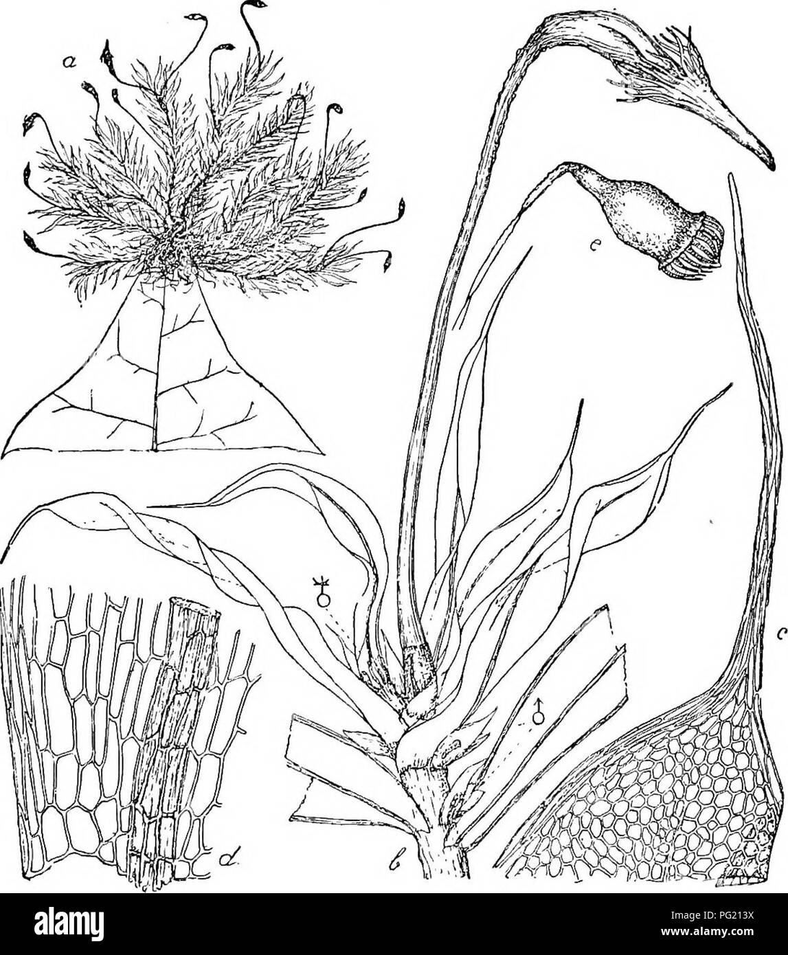 . Flore de Buitenzorg. Botany. 965 collenchymatisch verdickt, am Grande des Halses mit grossen (35 fi.), mehrzelligen (durch radiare Scheidewande 5—6 zelligen) Spaltoffnungen, Porus rund. Ring nicht besonders aus- gebildet; Deckel aus kegeliger Basis kurz und gerade geschna- belt; Haube aufrecht, mutzenformig, mit braunera Schnabel, Fig 166.. Dallotiia aristifolia Ren. et Cakd. u. Habitusbild J. d. Blattgrund -^-f^. b. terminaler Bliitenstand mit Sporogon y. e. entdeckeltes Sporogon .'. c. Blattspitzo —f^- Cilien zahlreich, hyalin, einzellig. Peristom gross, an der Mundung inseriert, uber 0,3 Stock Photo